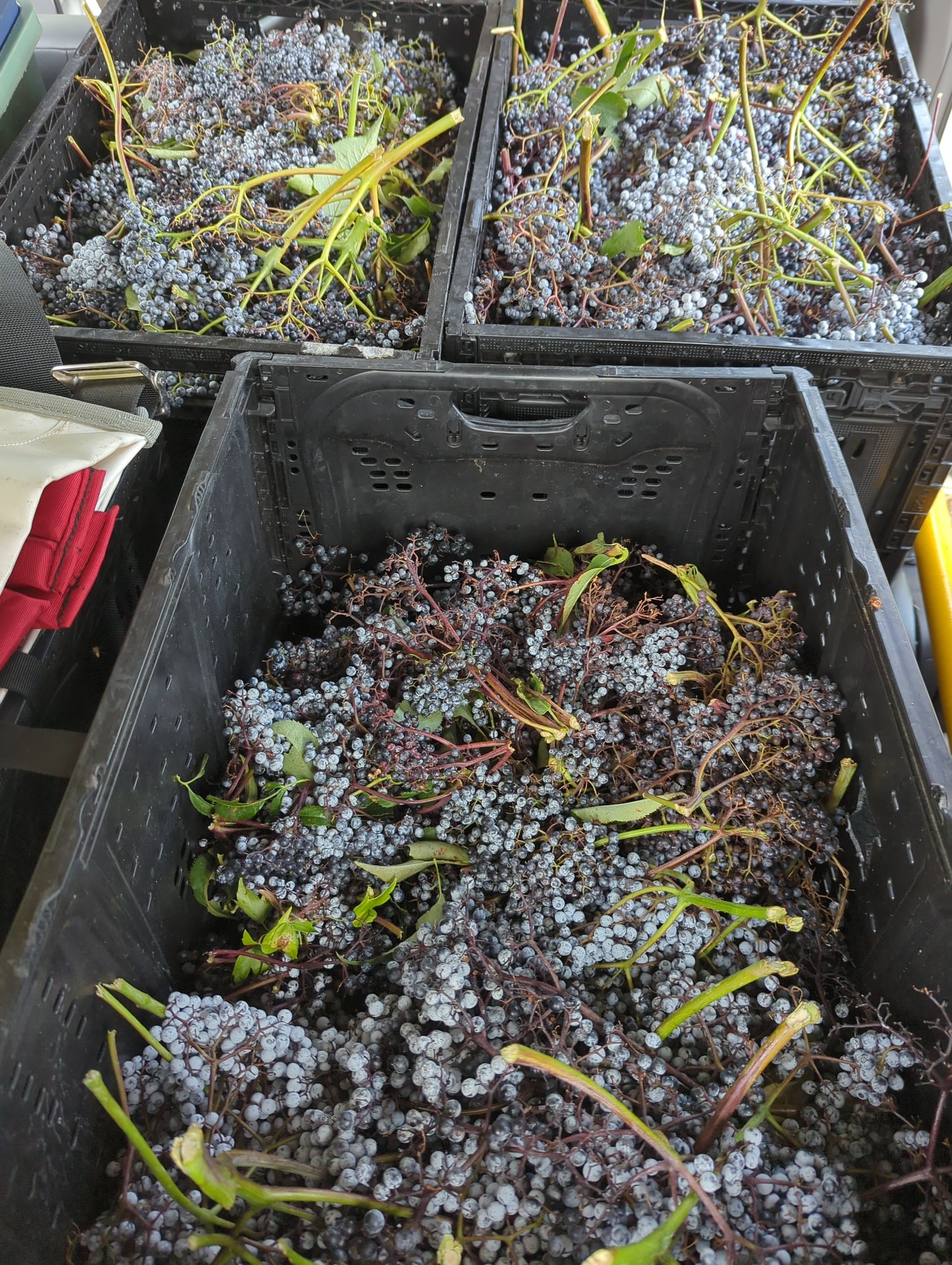 Elderberry (FRESH)