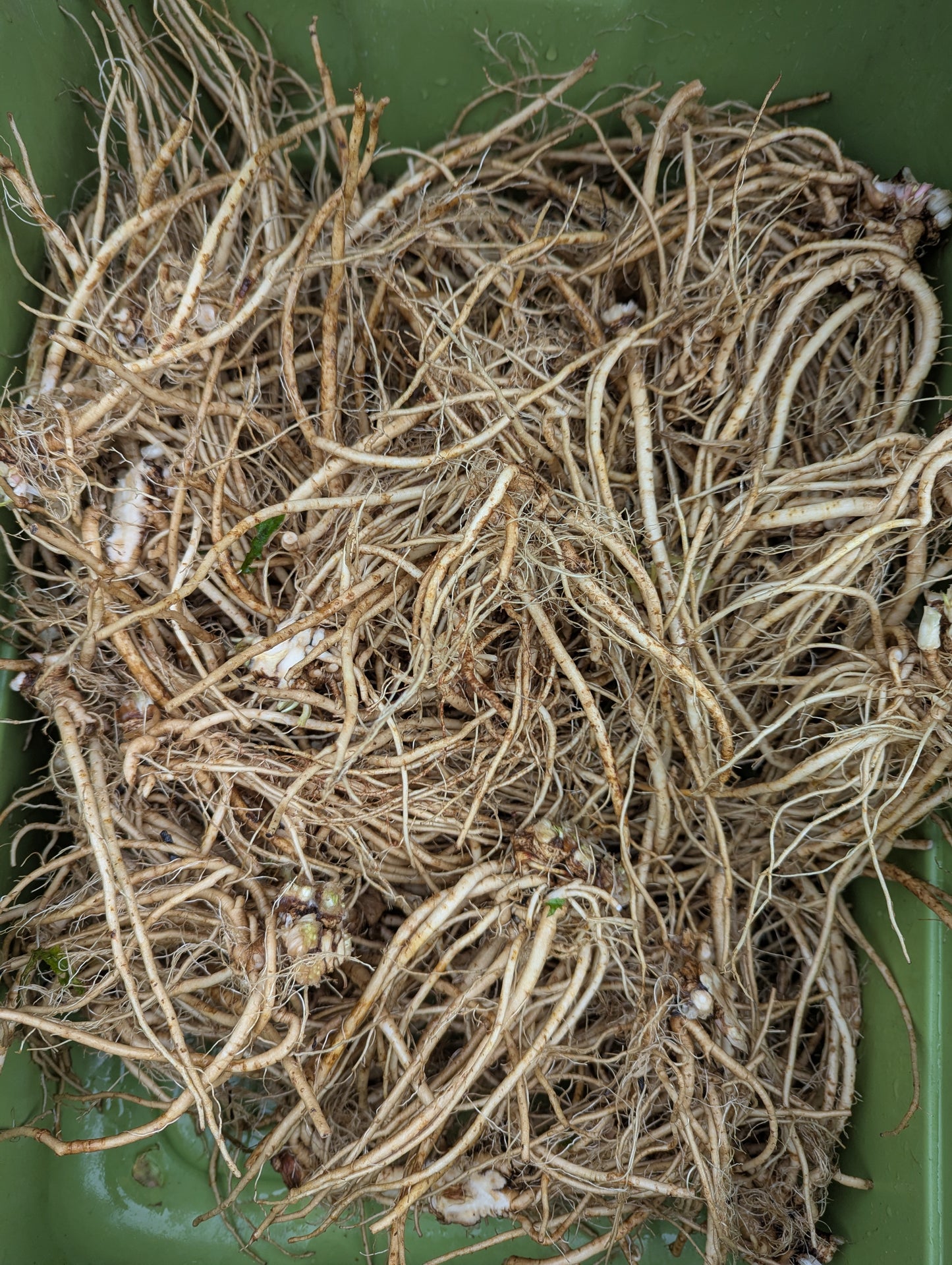 Dandelion Root (FRESH)