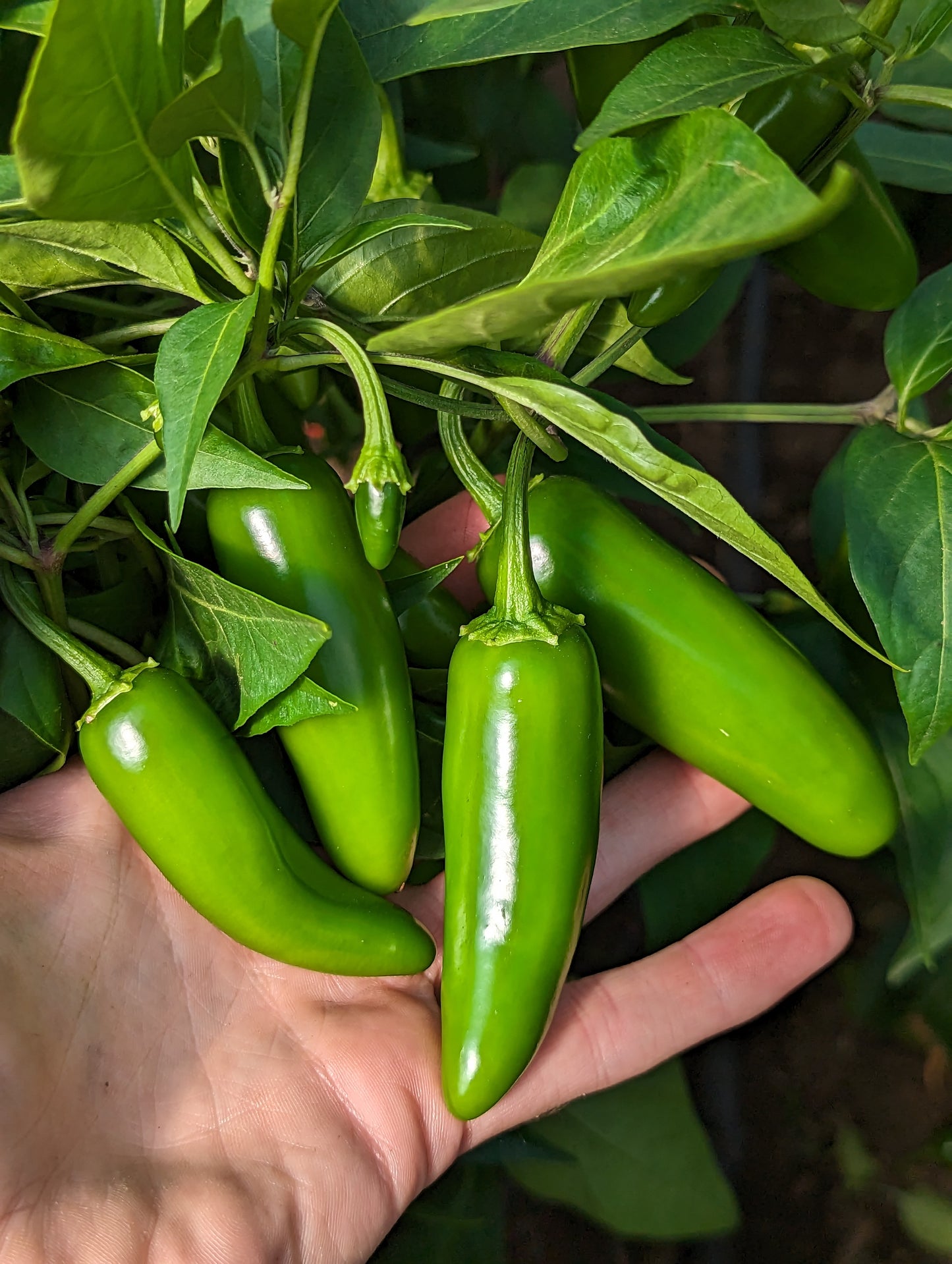 Jalapeño (FRESH)