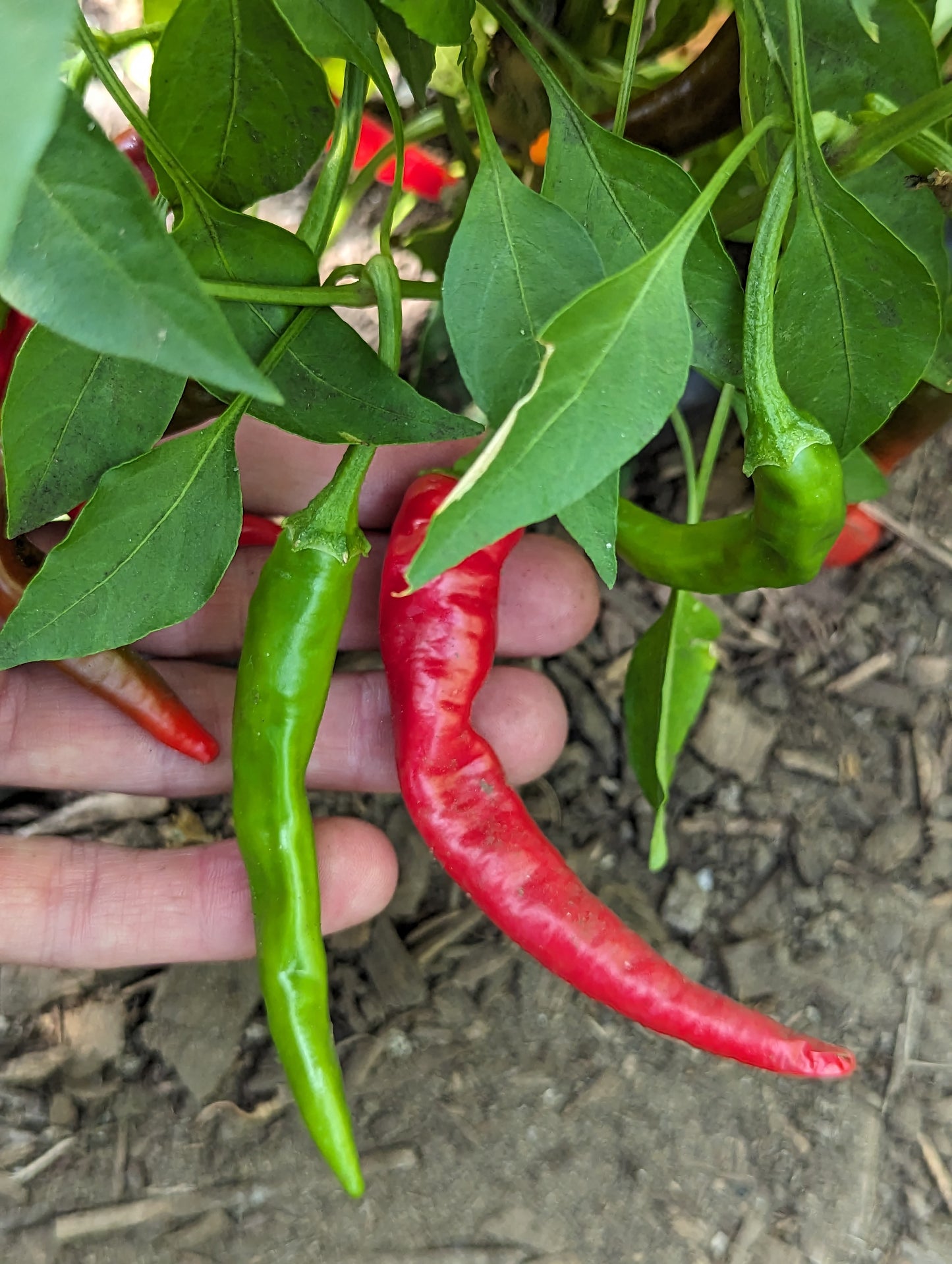 Cayenne (FRESH)