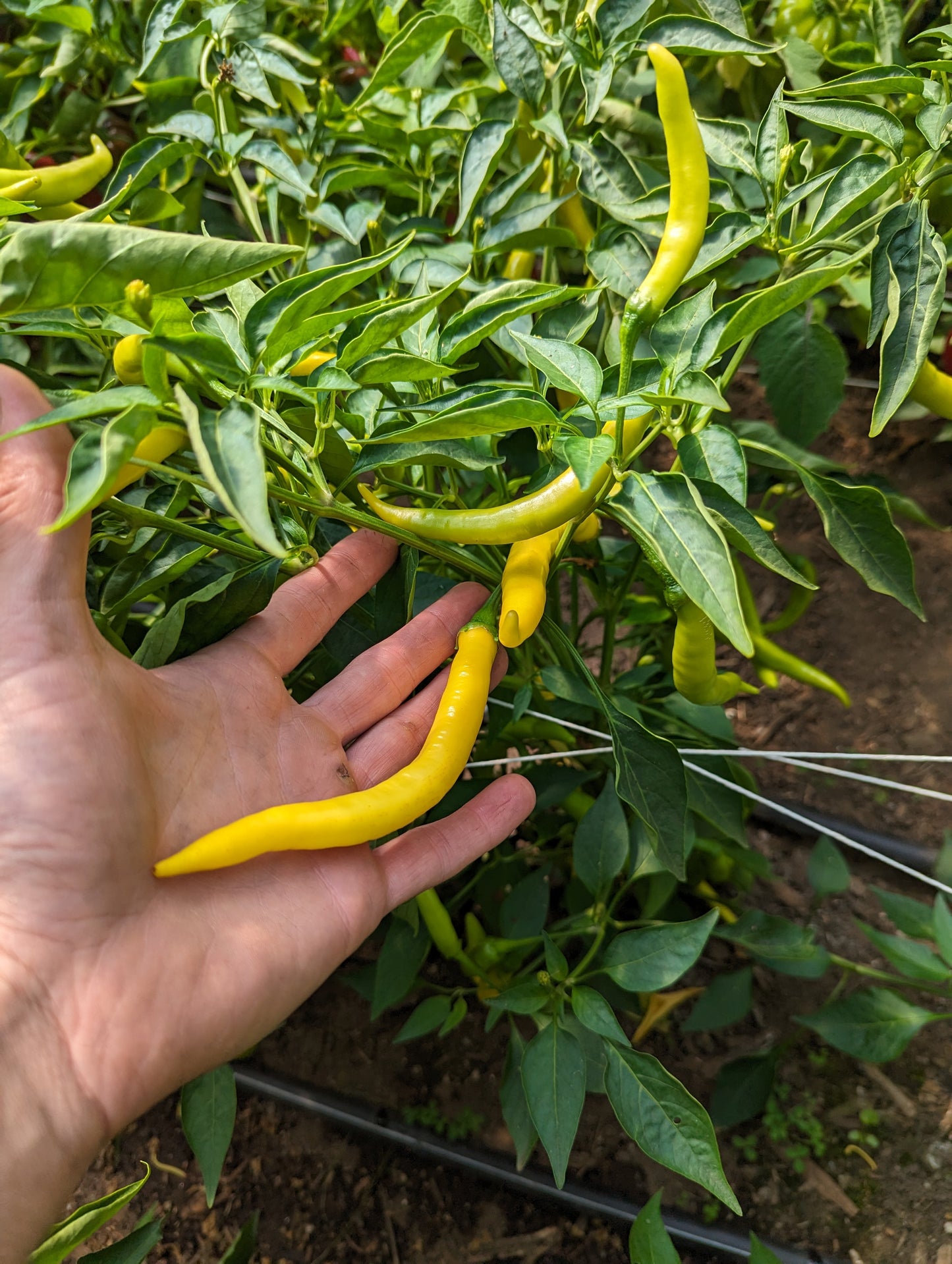 Cayenne (FRESH)