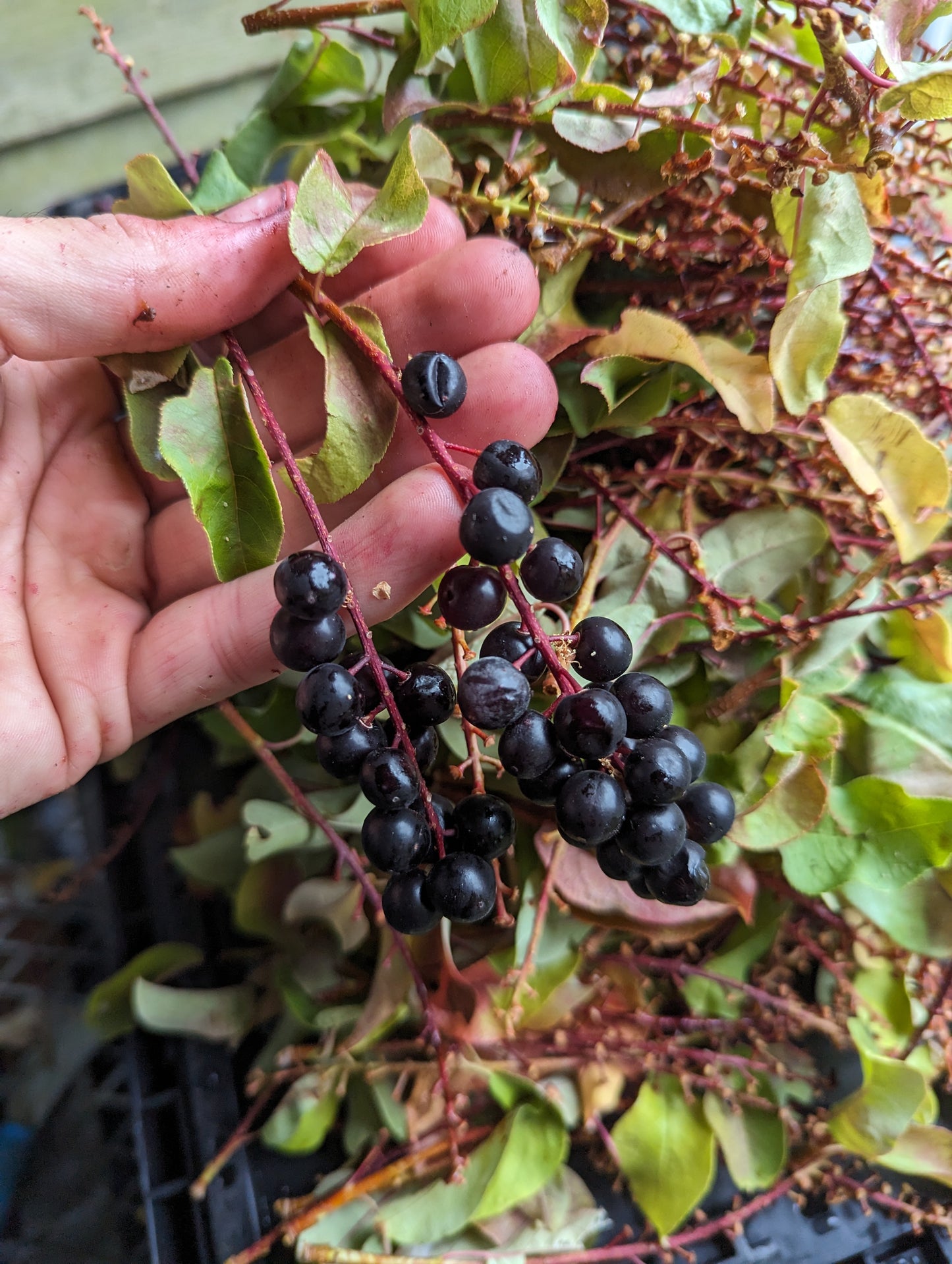 Chokecherries (FRESH)
