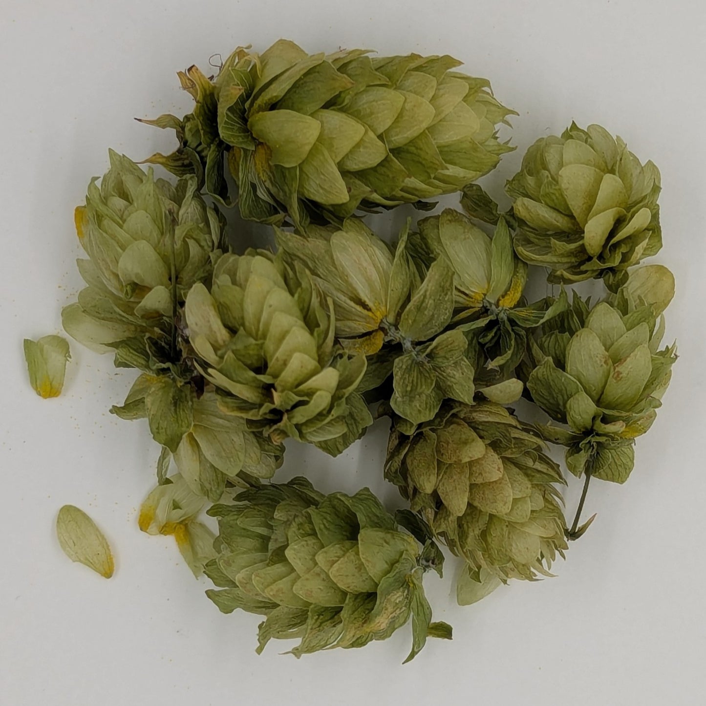 Hops (Dried)