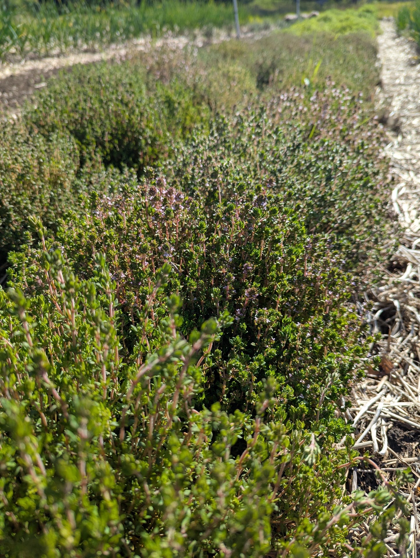 Thyme (FRESH)