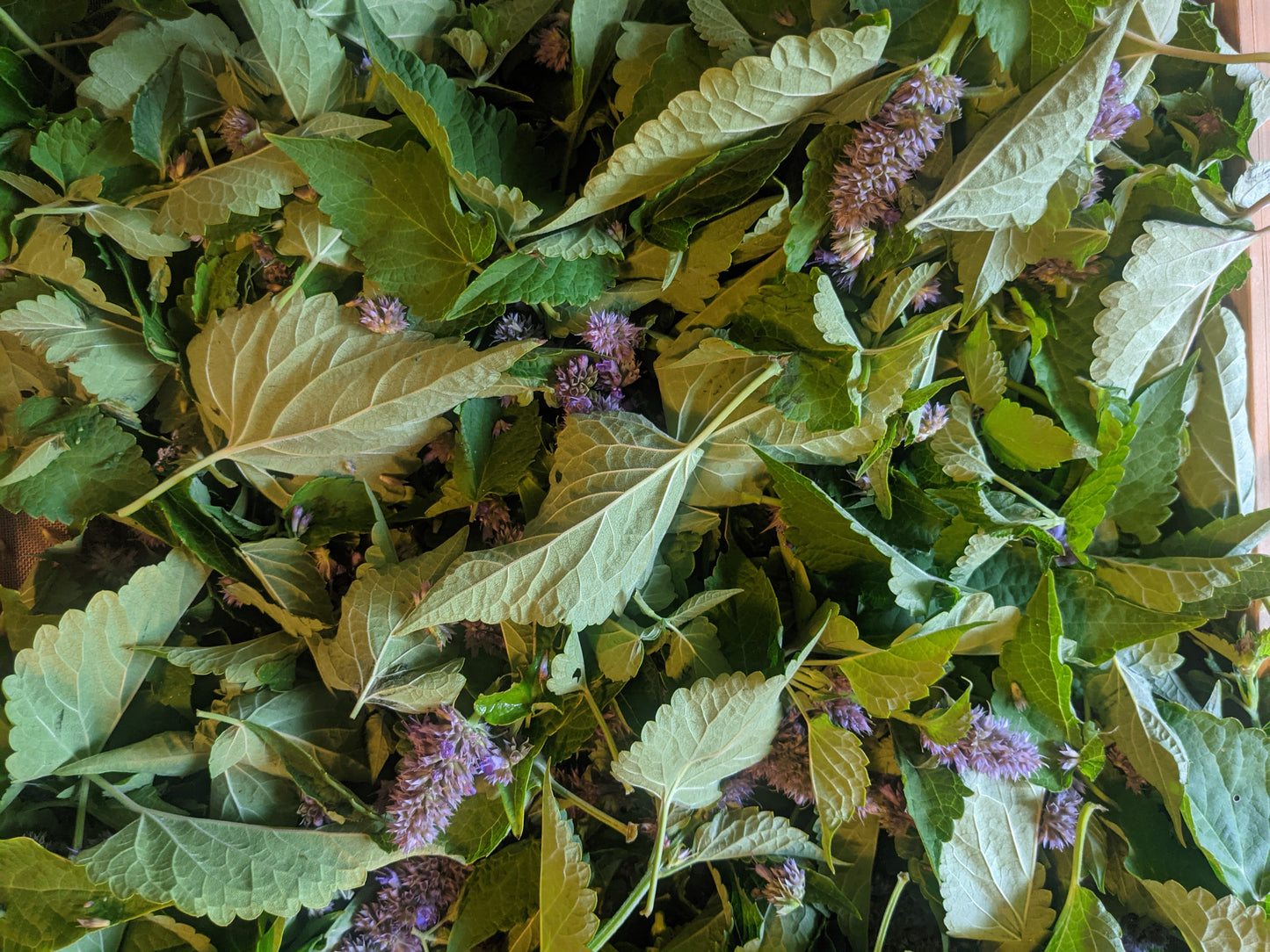 Anise Hyssop (Dried)