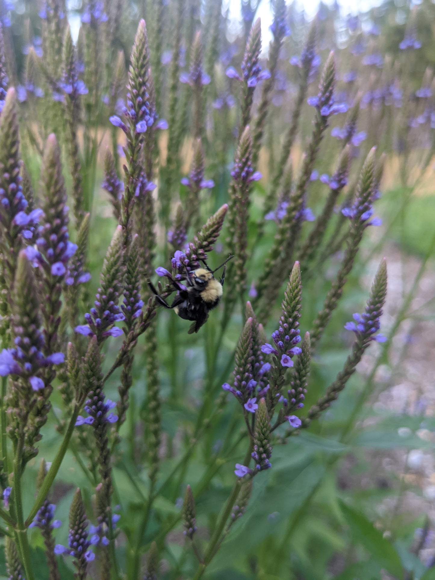 Blue Vervain (Dried)