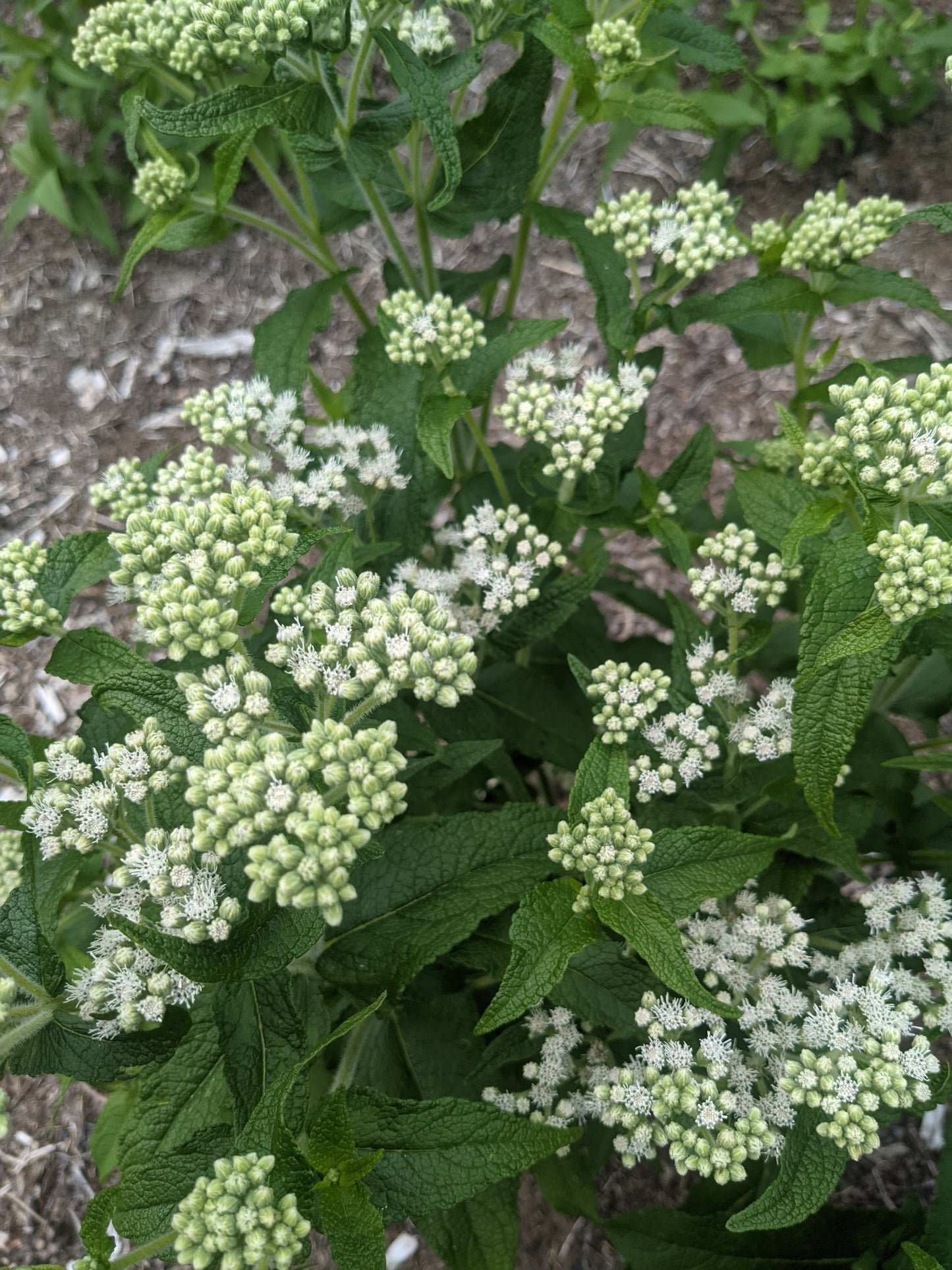 Boneset (Dried)