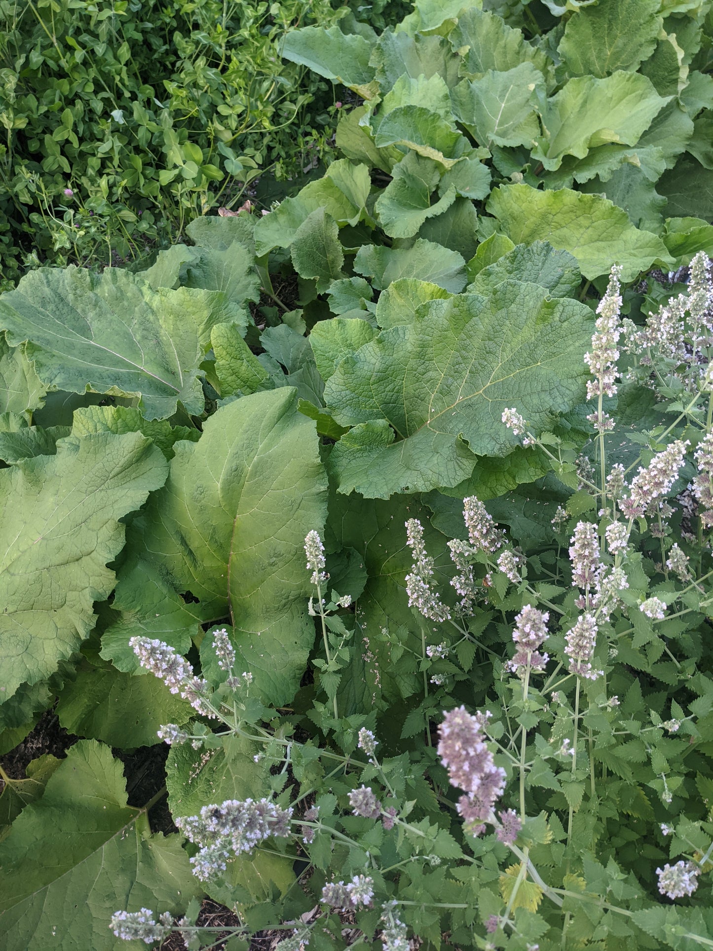 Burdock Root (Dried)