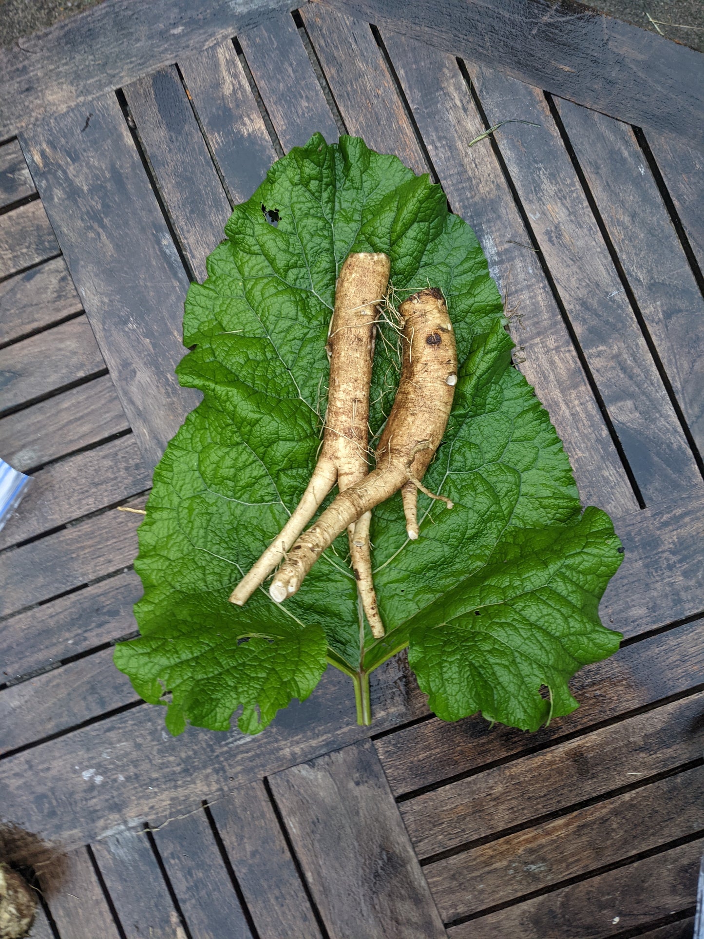Burdock Root (Dried)