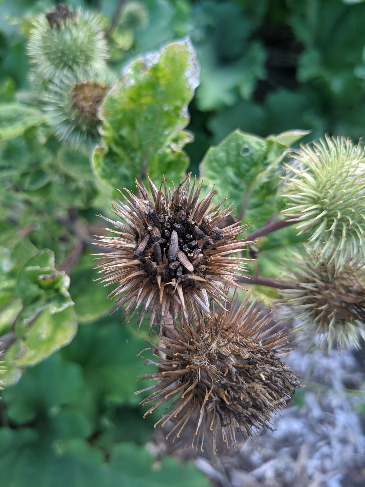 Burdock Root (Dried)