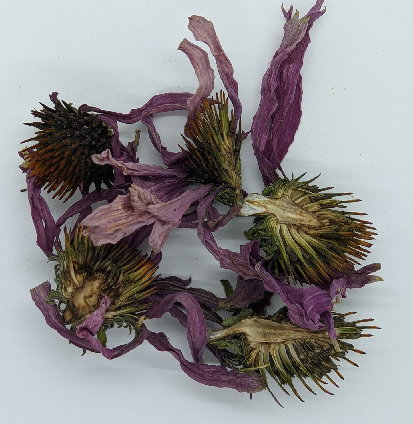 Echinacea Leaf and Flower (Dried)