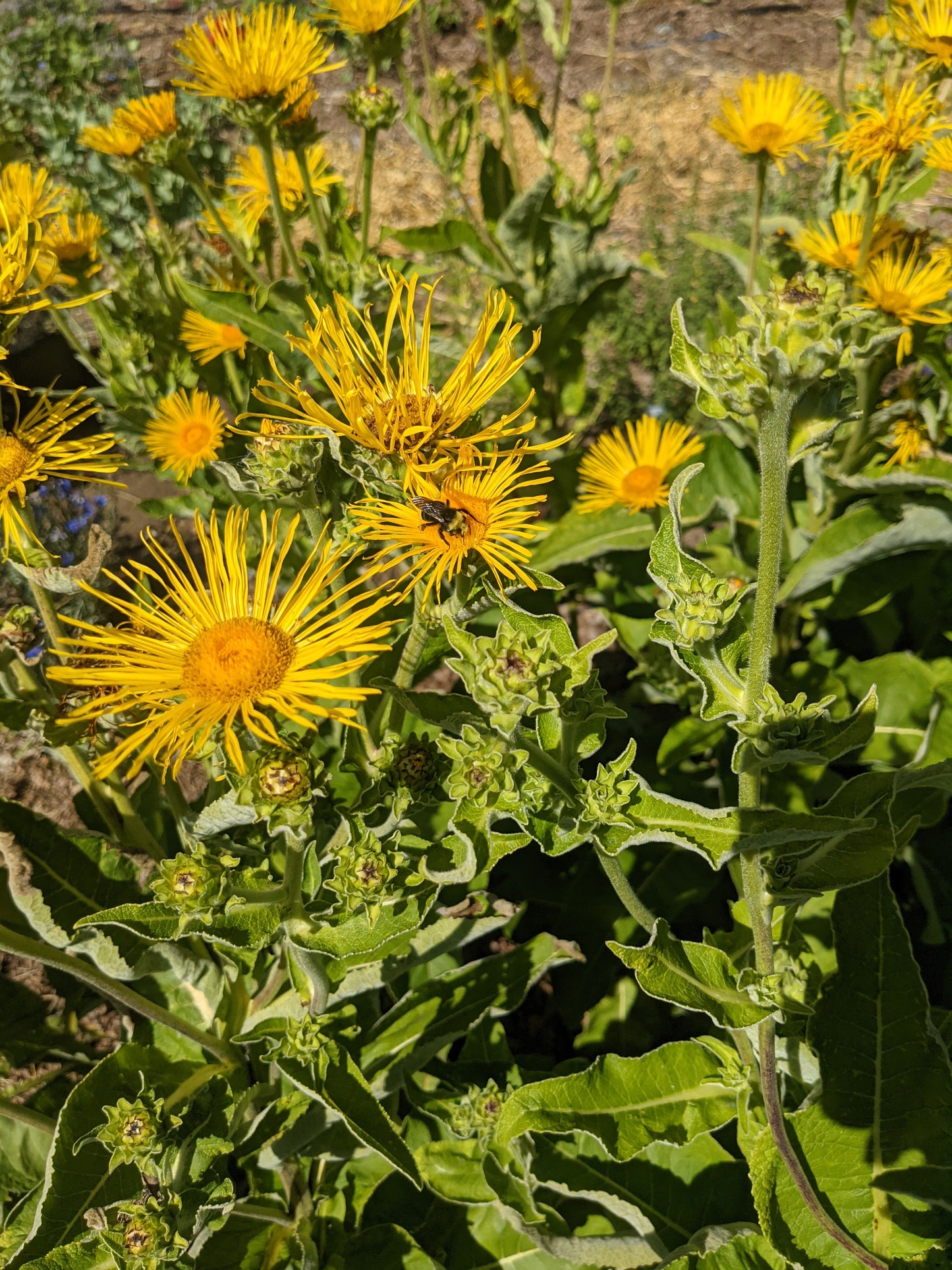 Elecampane Root (Dried)