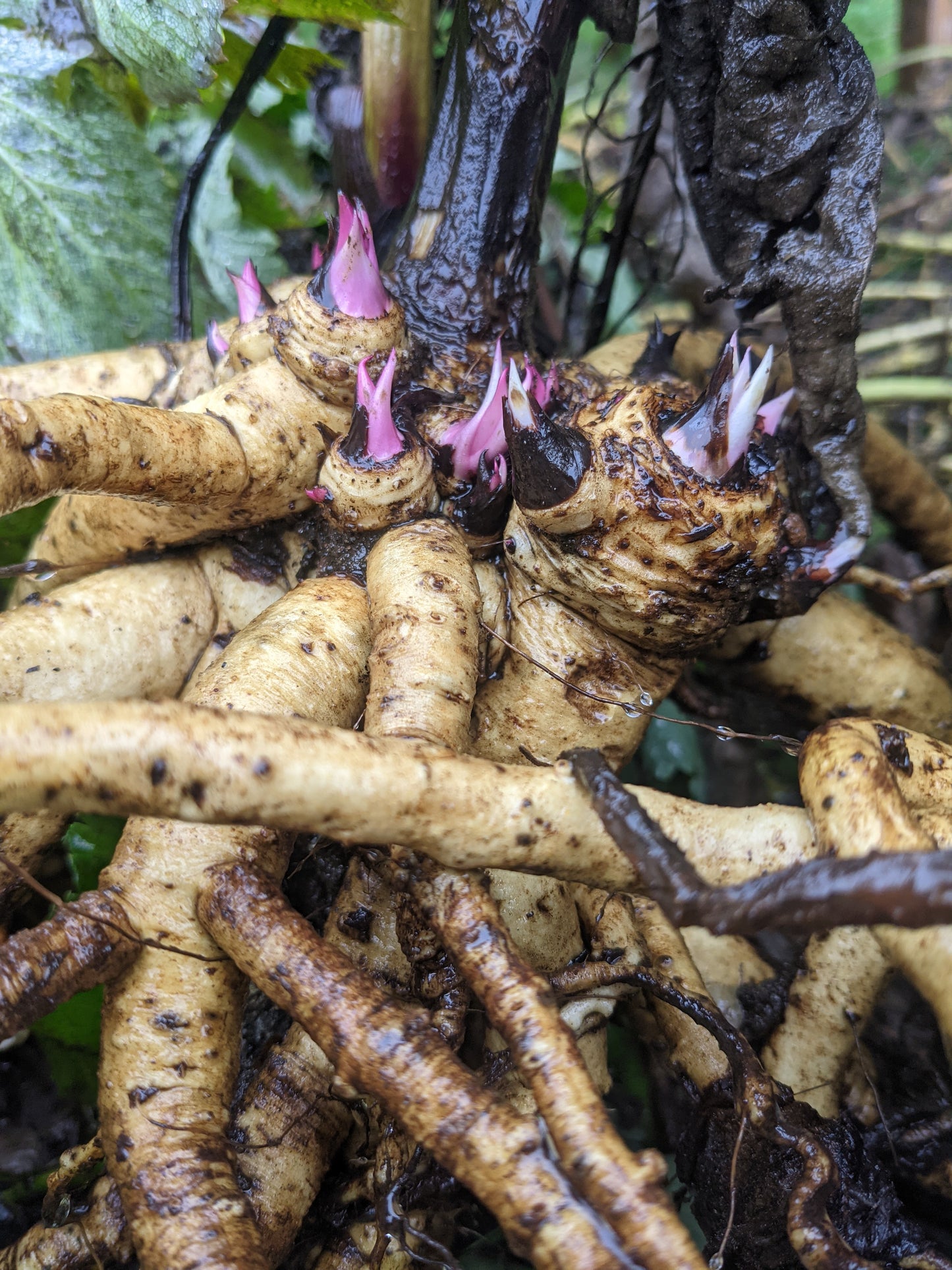 Elecampane Root (Dried)