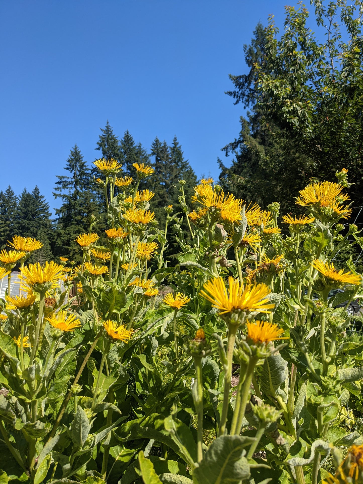 Elecampane Root (Dried)