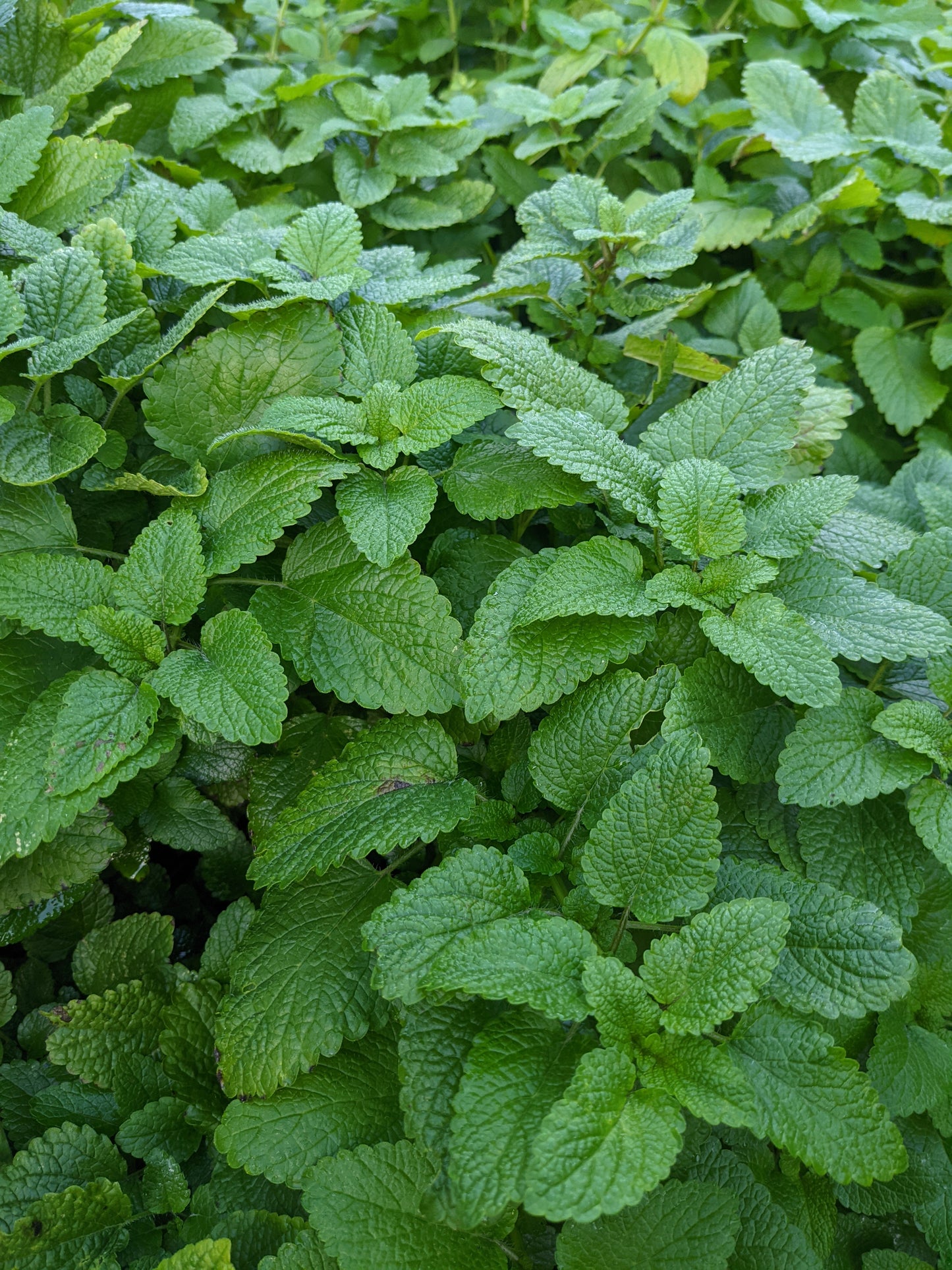 Lemon Balm (Dried)