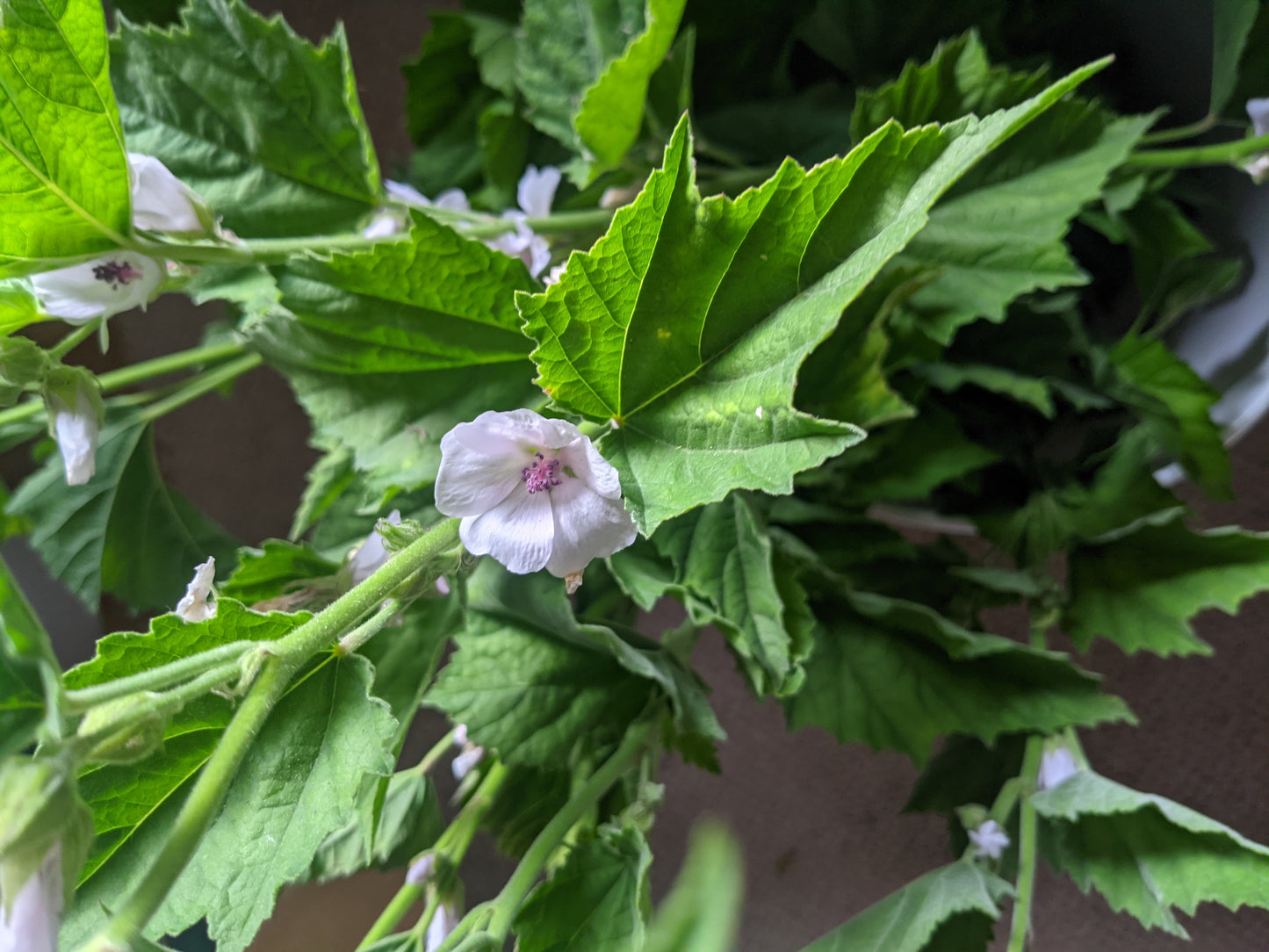 Marshmallow Leaf & Flower (Dried)