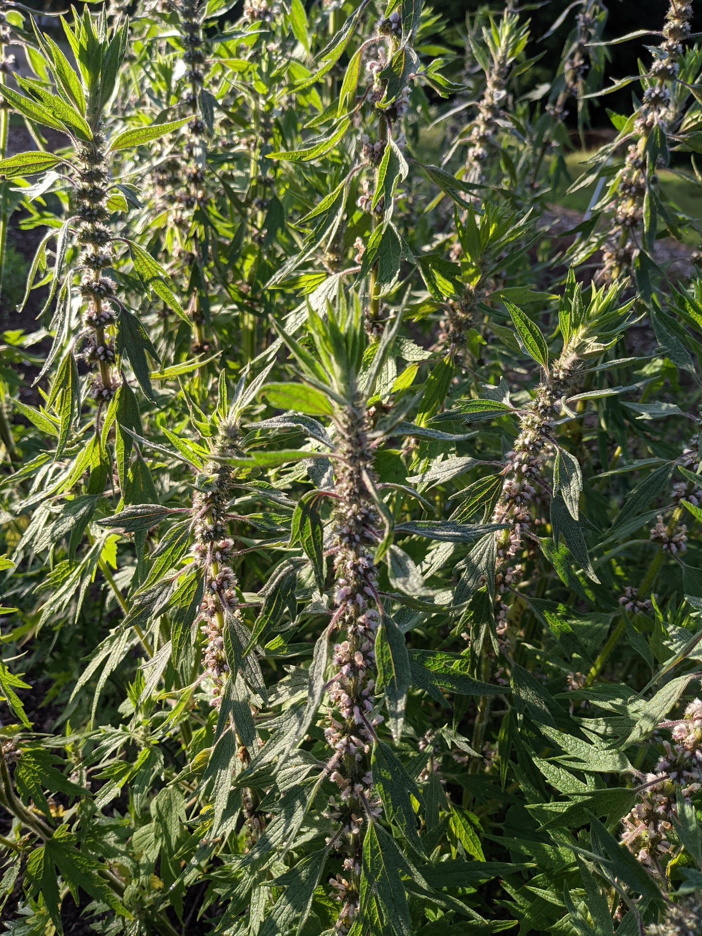 Motherwort (Dried)