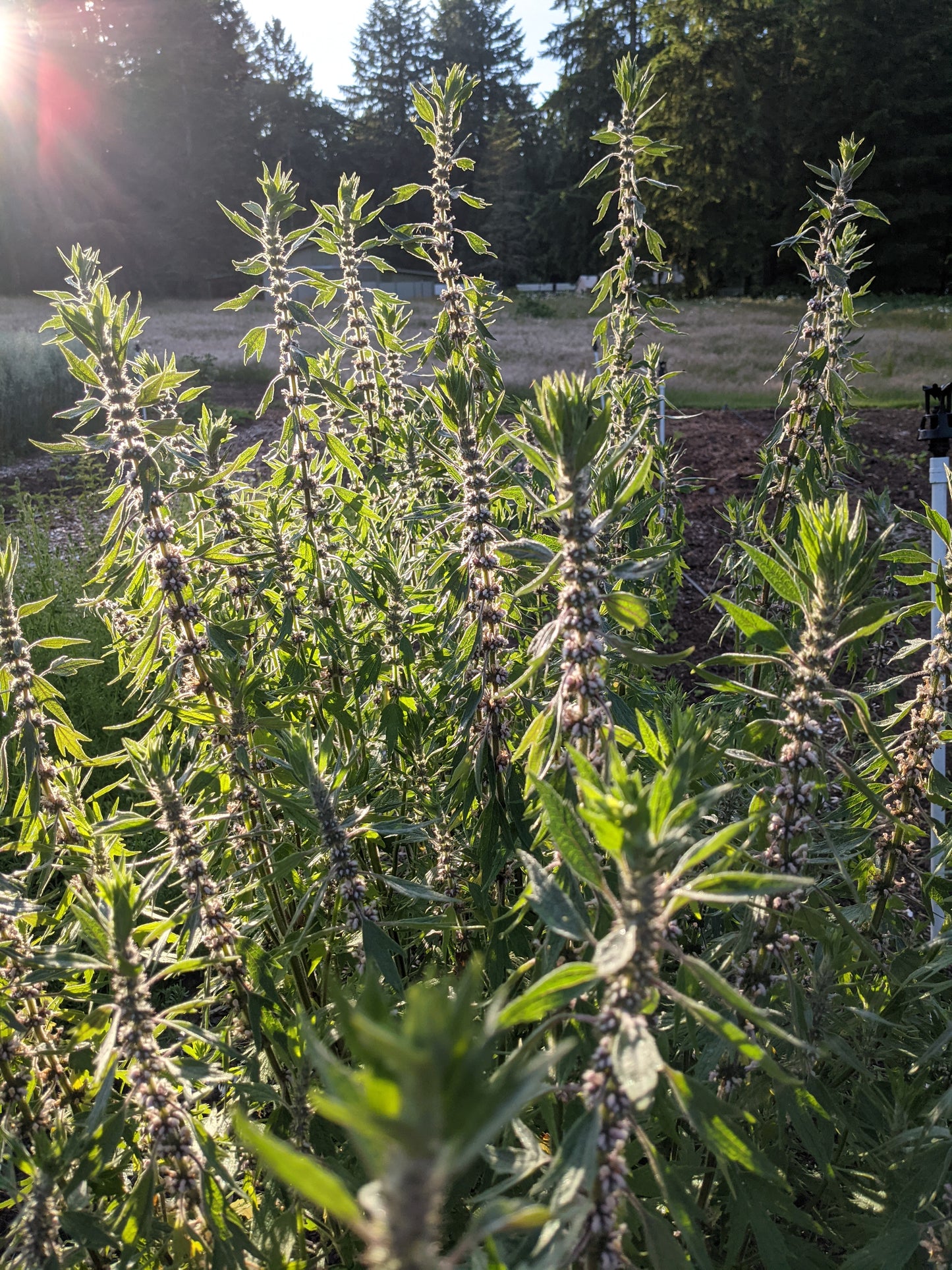 Motherwort (Dried)