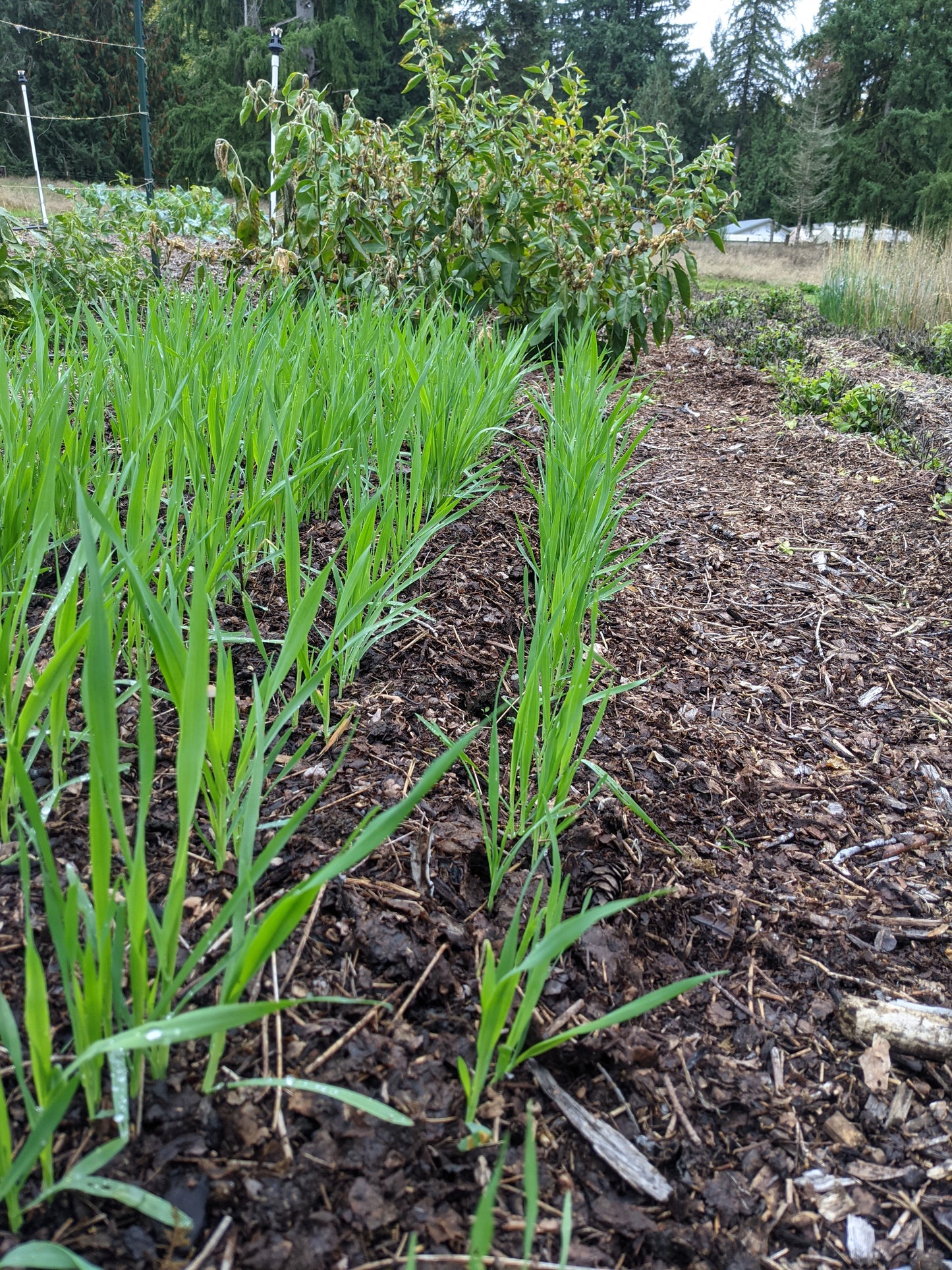 Oat Straw (Dried)
