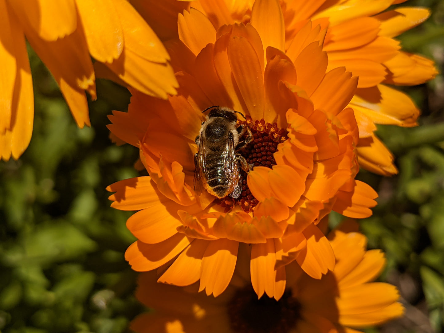Calendula (Dried)