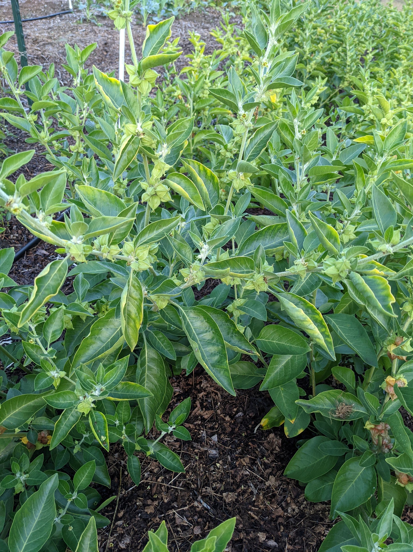 Ashwagandha (FRESH)