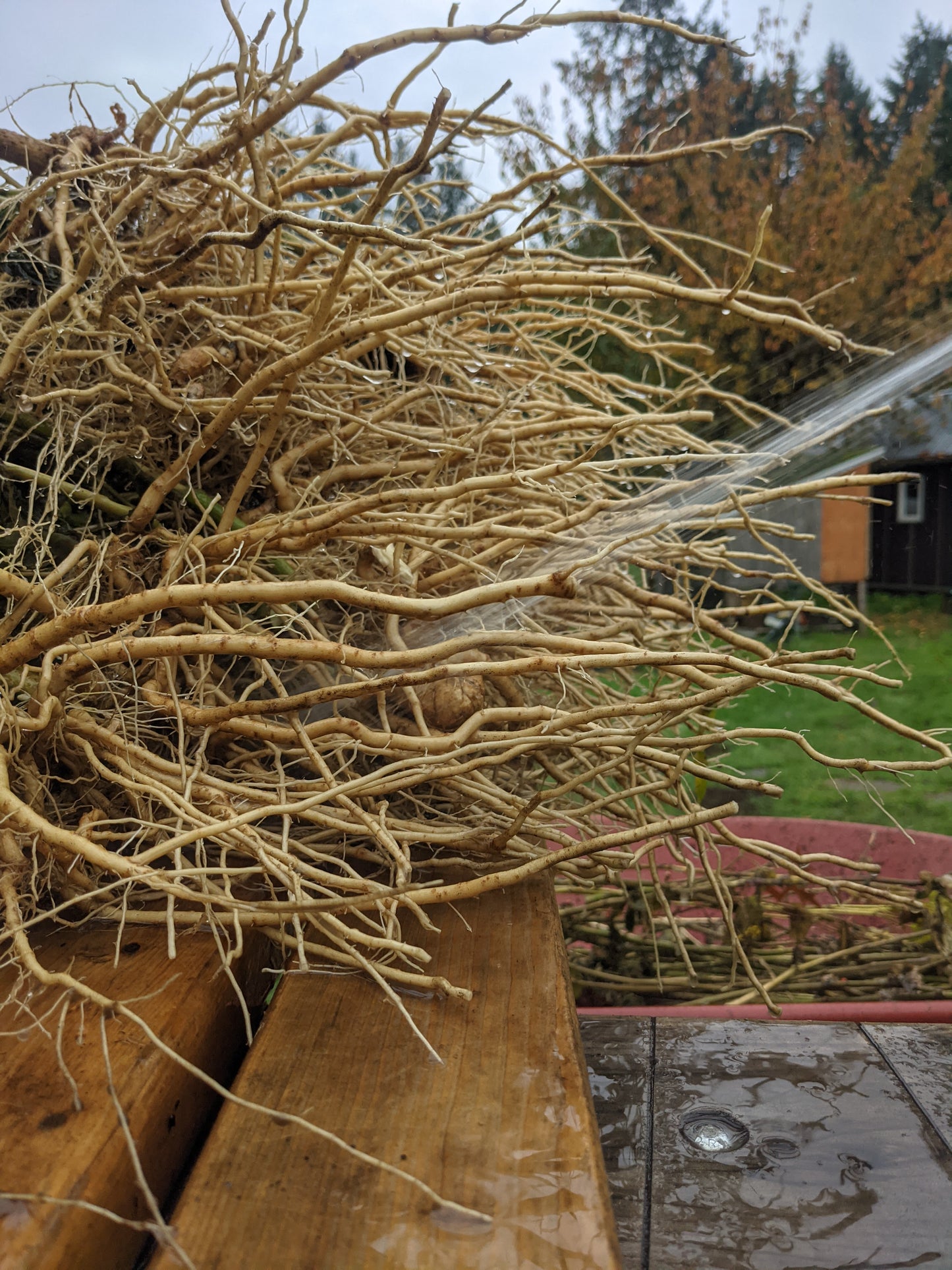 Ashwagandha (FRESH)