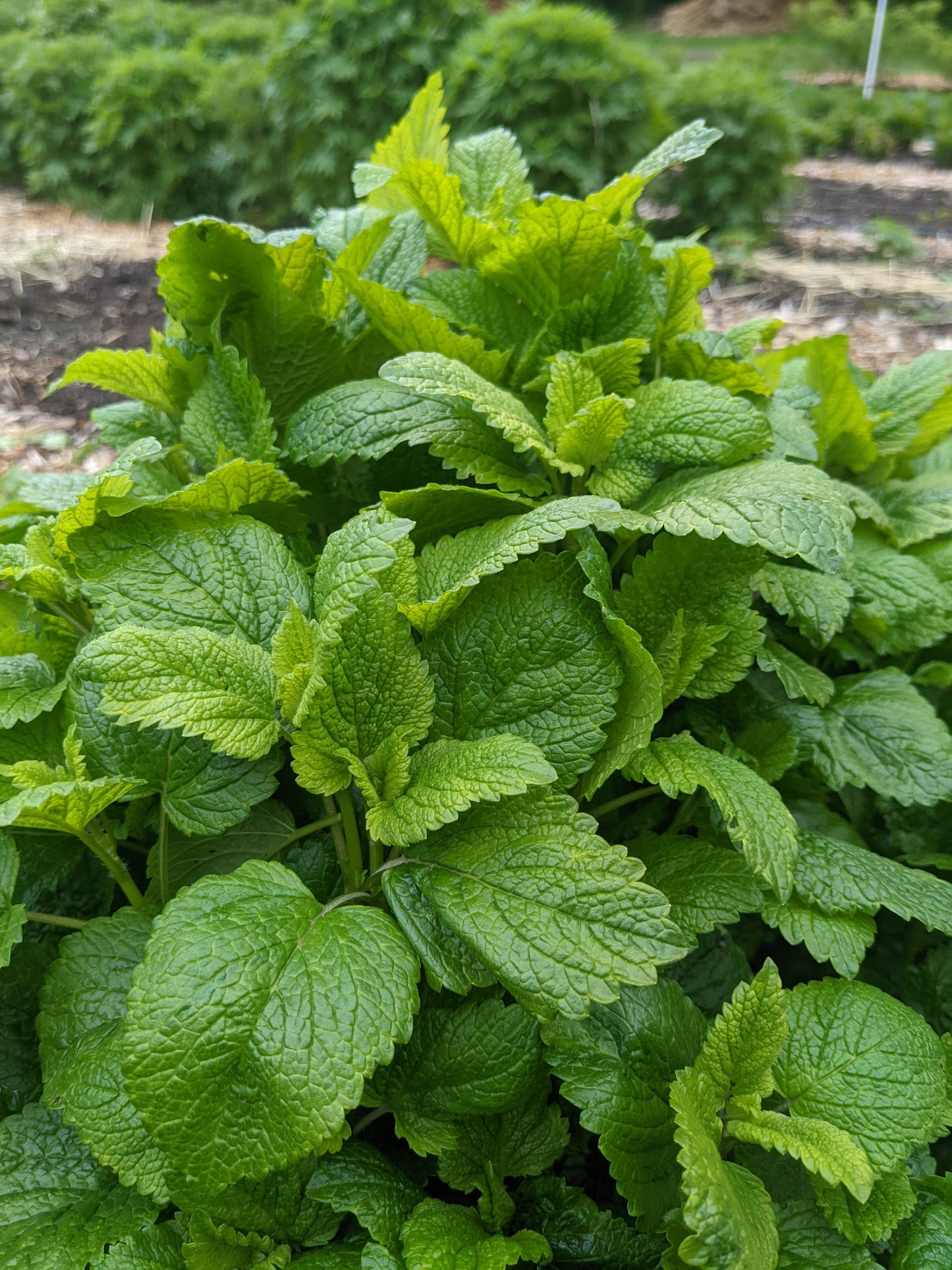 Lemon Balm (FRESH)