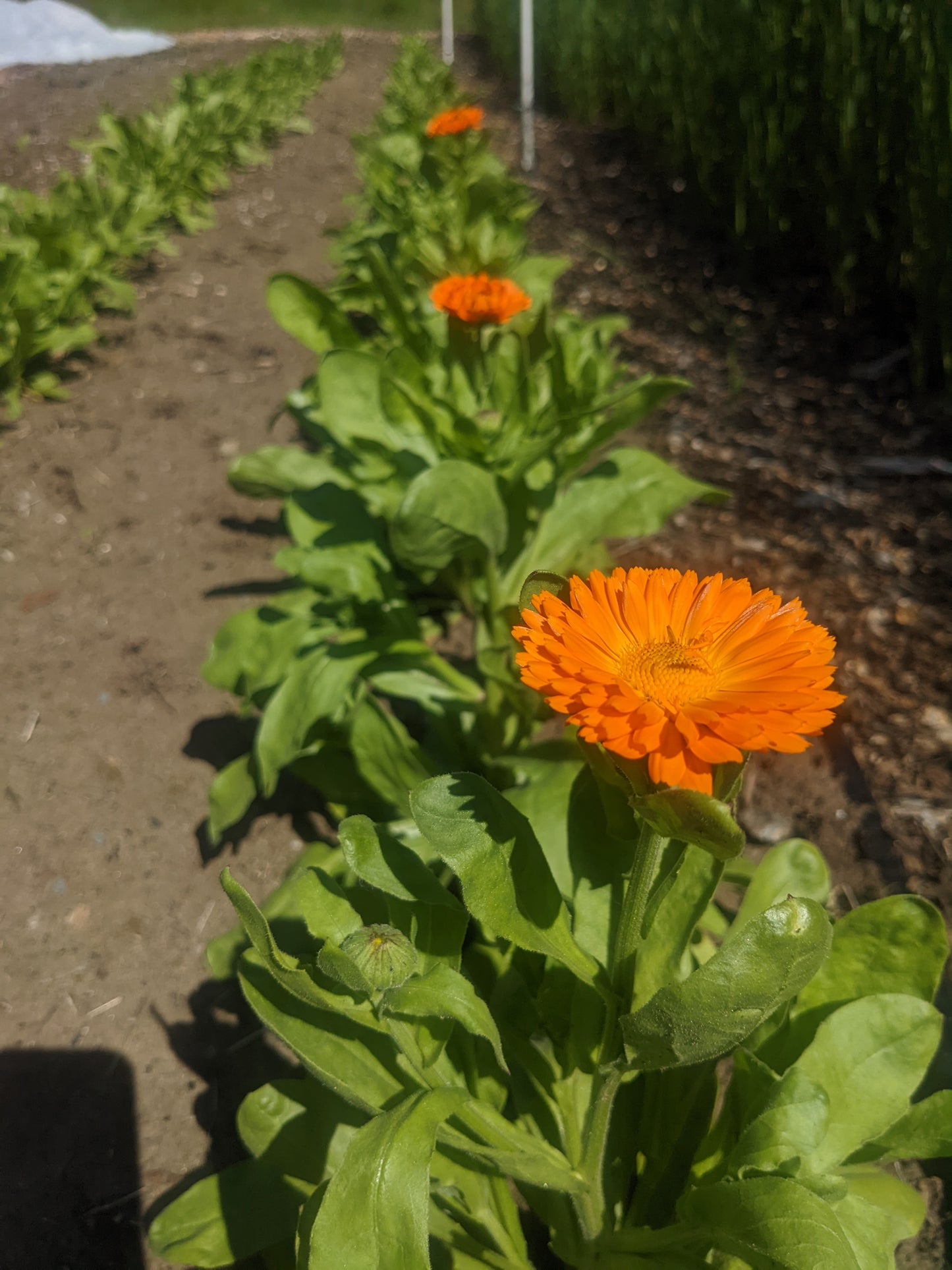 Calendula (FRESH)