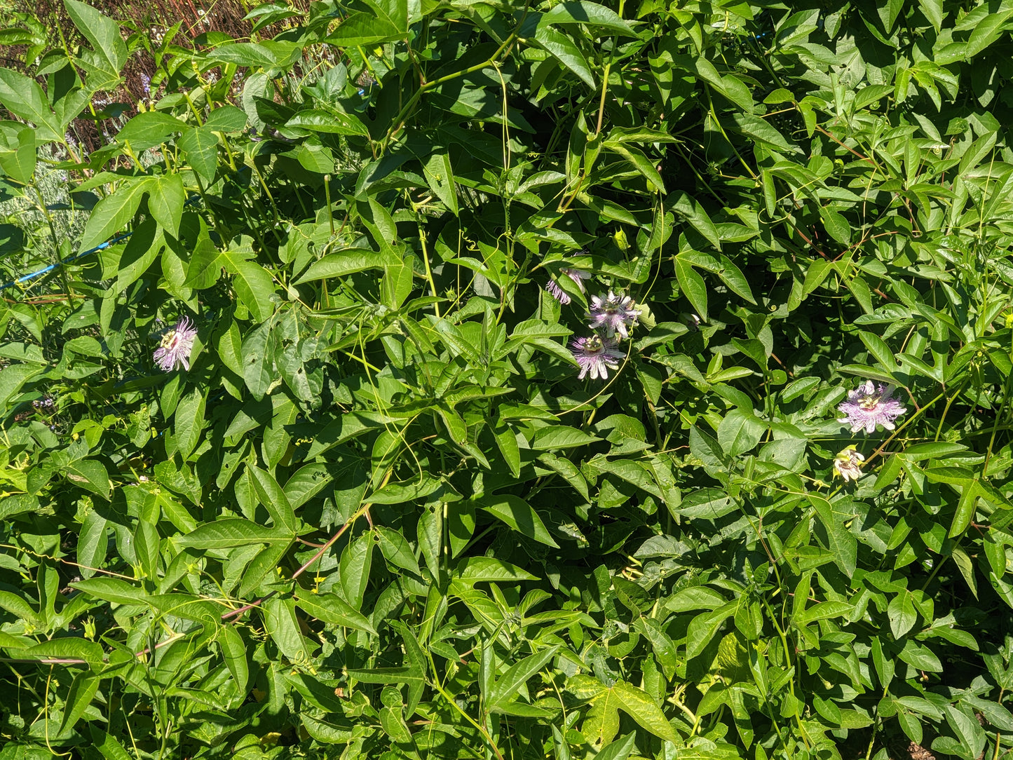 Passionflower (FRESH)