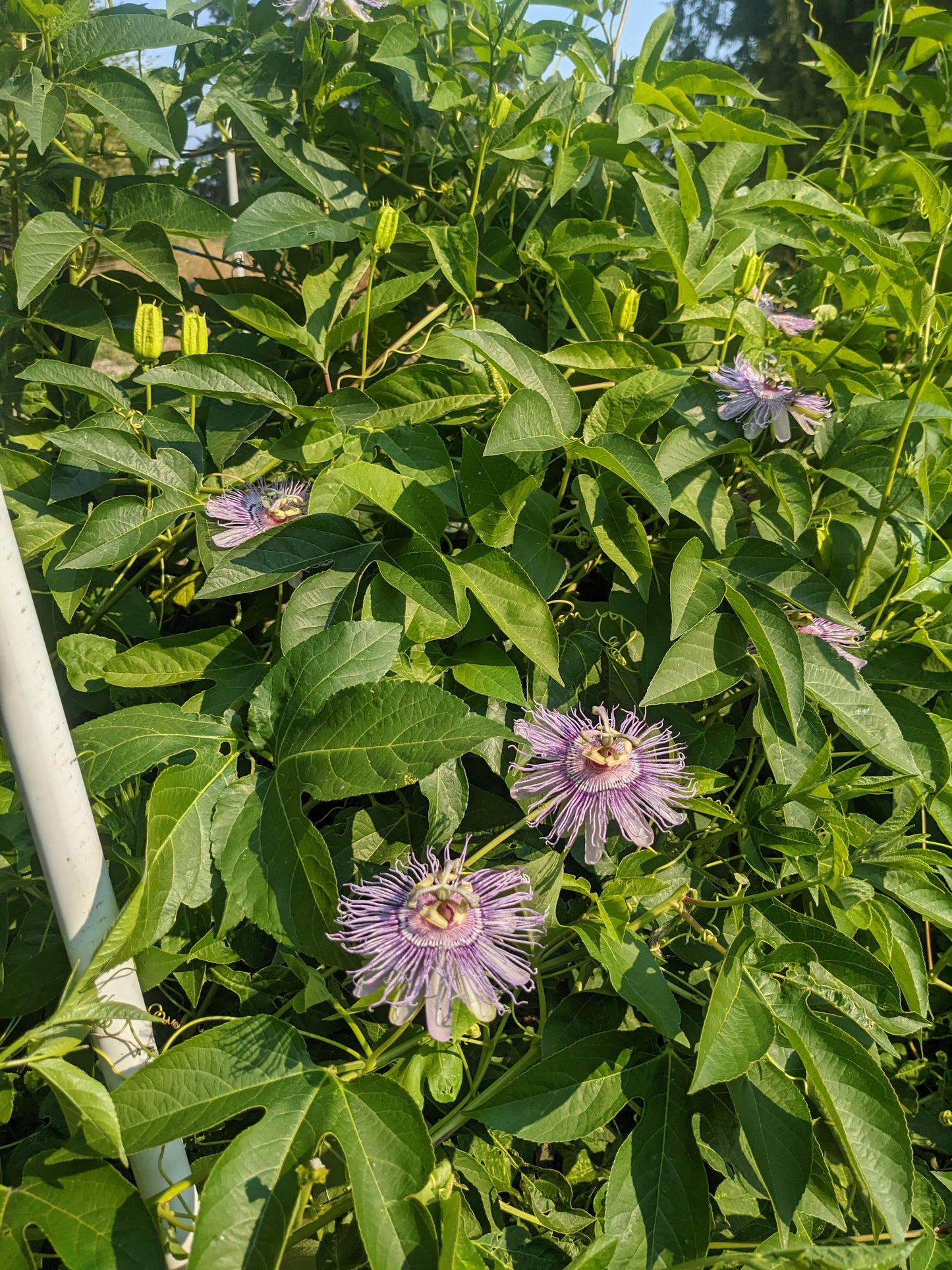Passionflower (FRESH)