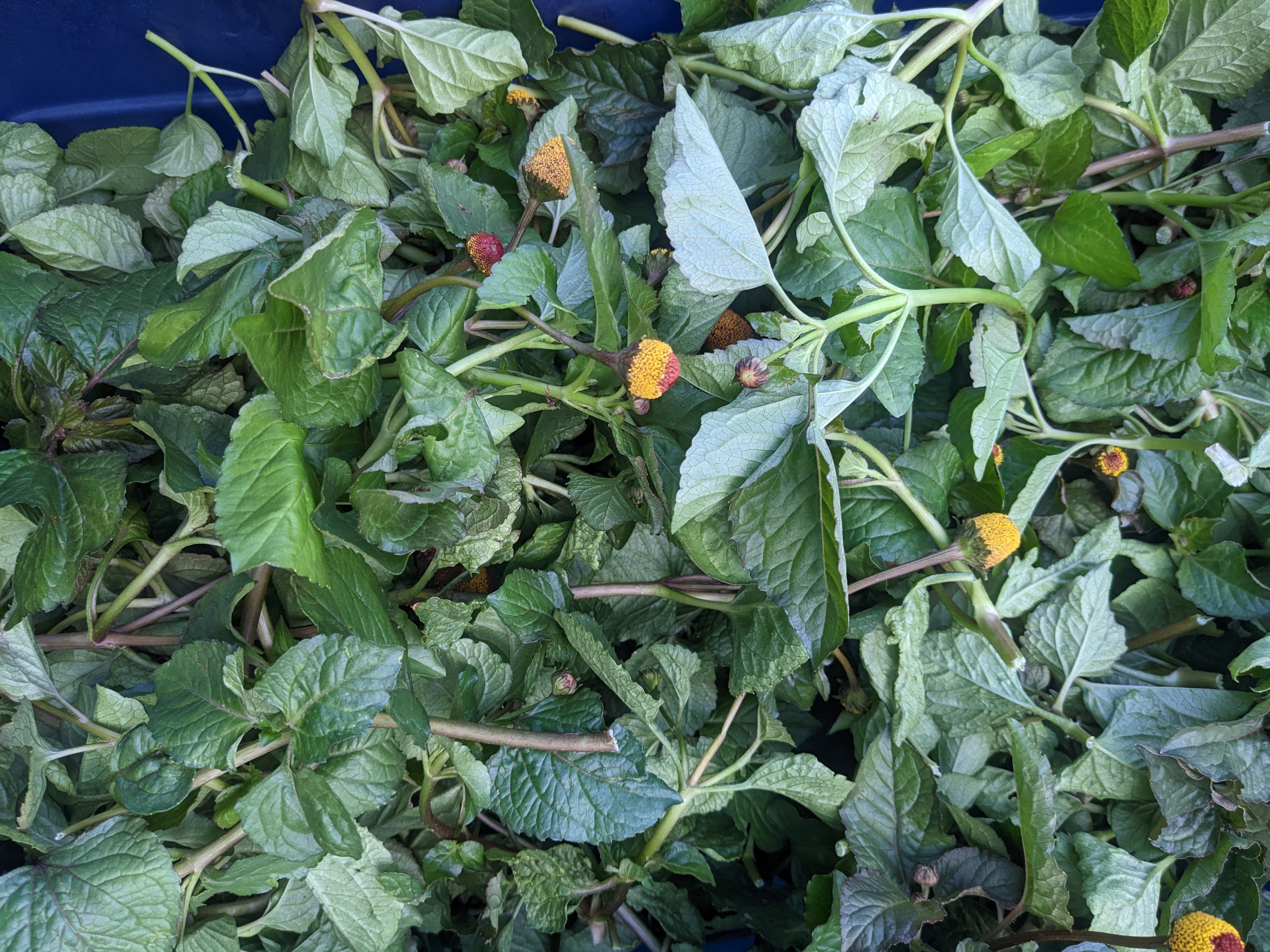 Spilanthes (FRESH) Root Digger Herb Farm