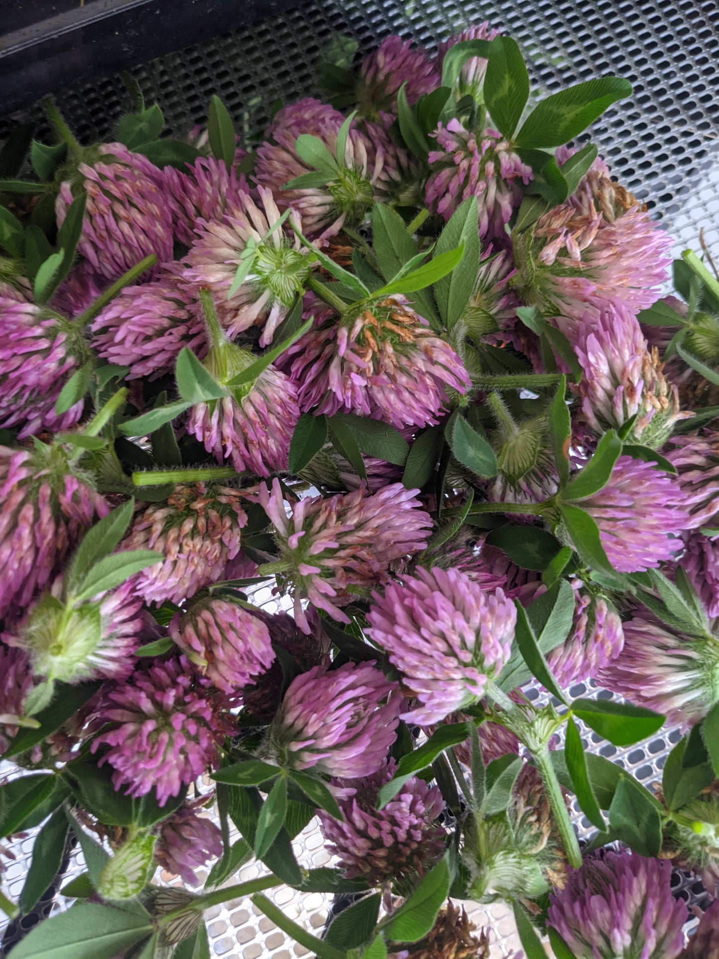 Red Clover (Dried)