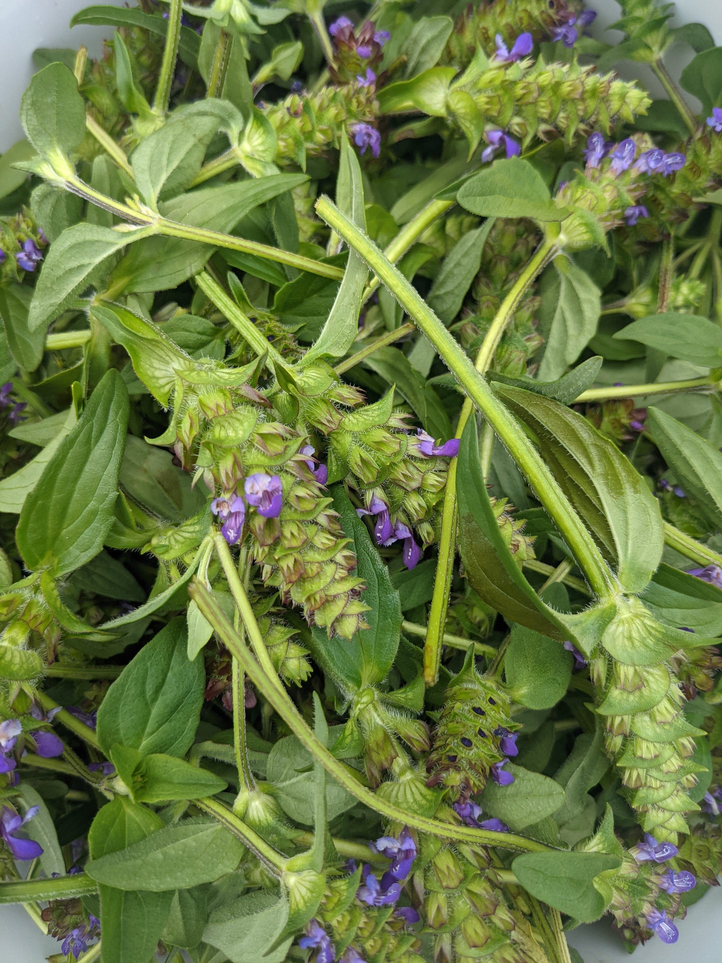 Self Heal (Dried)