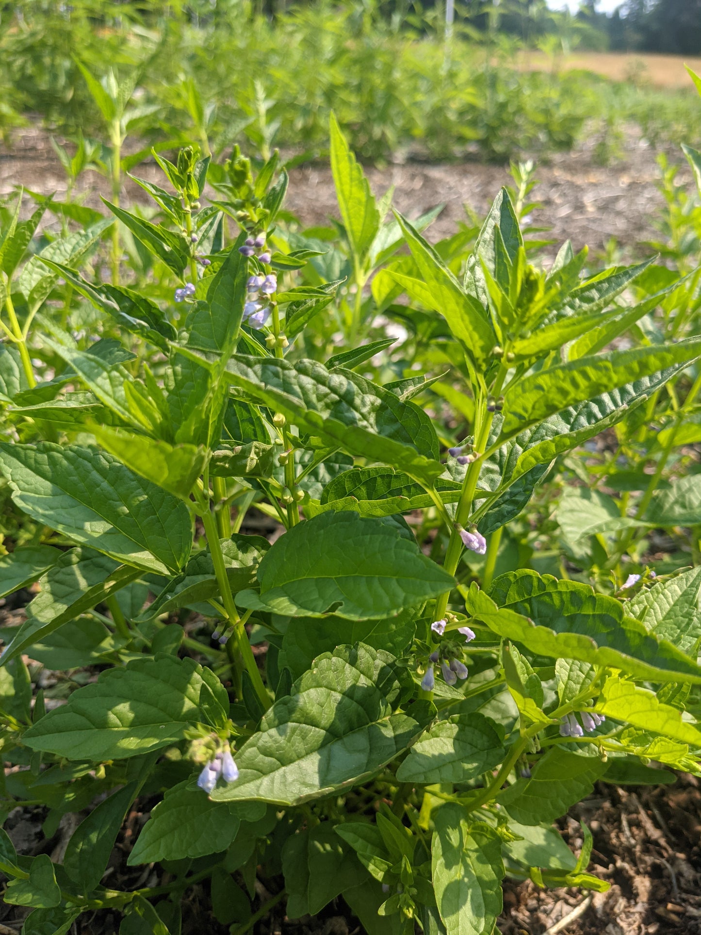 Skullcap (Dried)