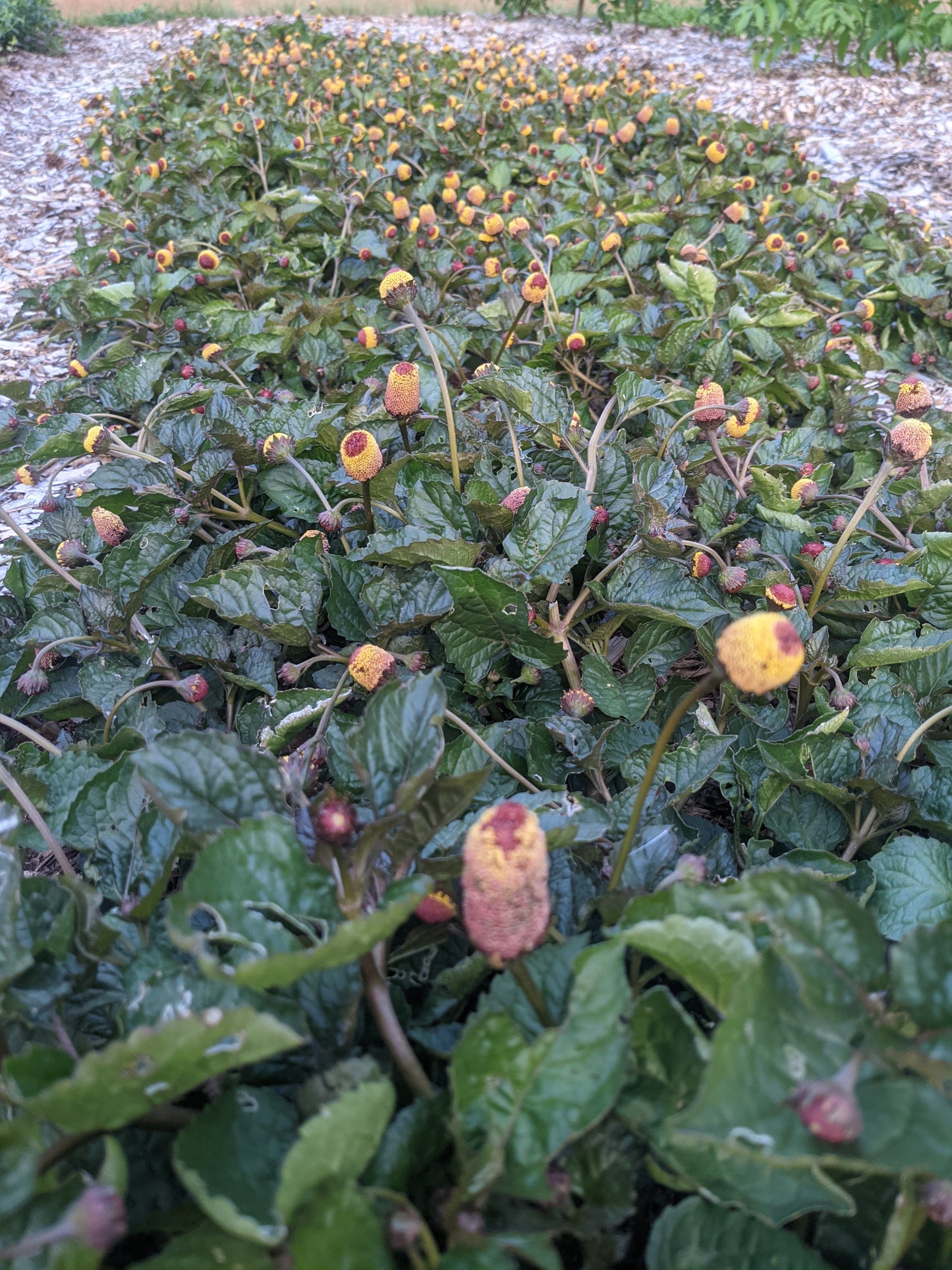 Spilanthes (Dried)