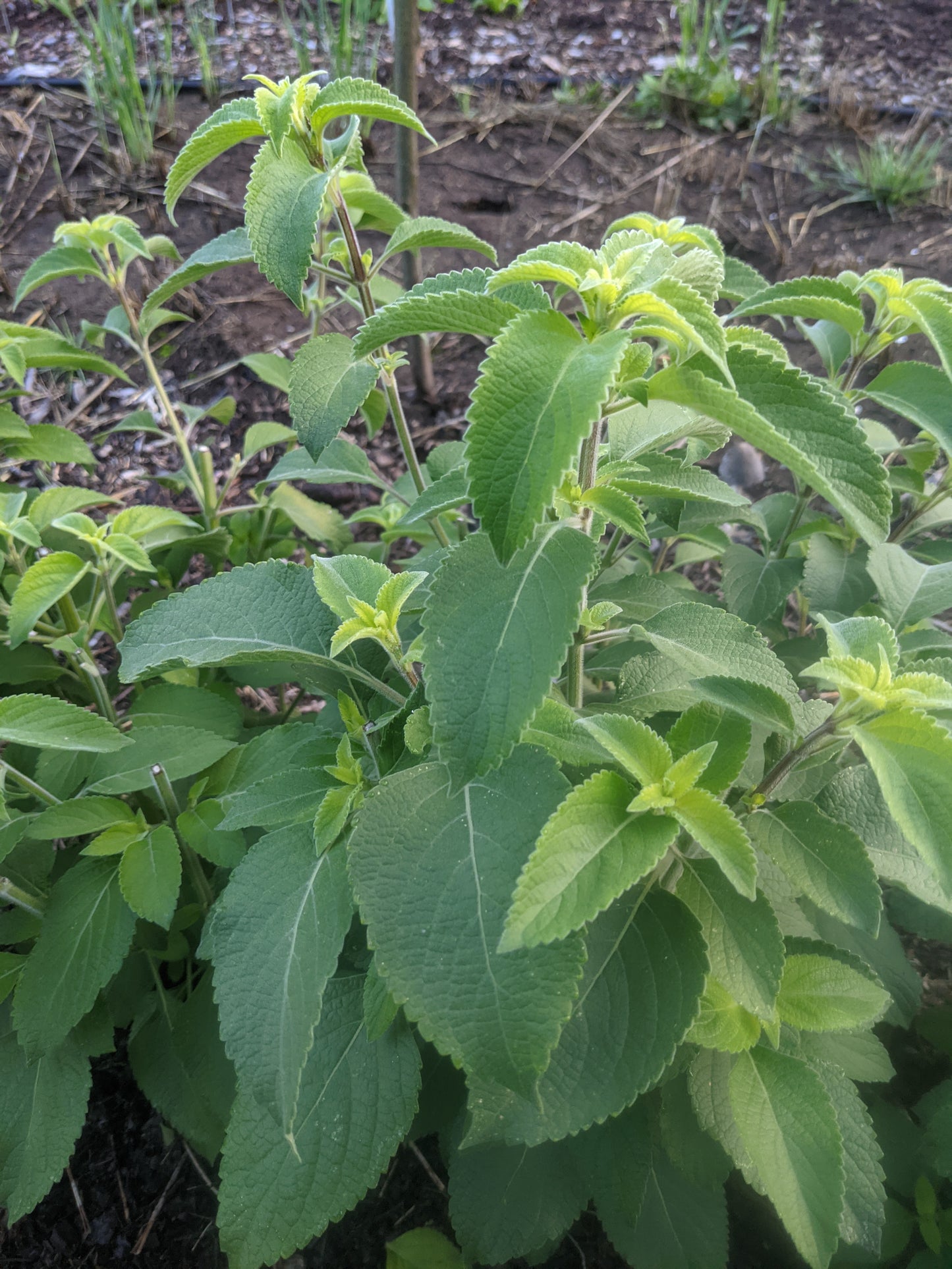 Tulsi, Vana (Dried)