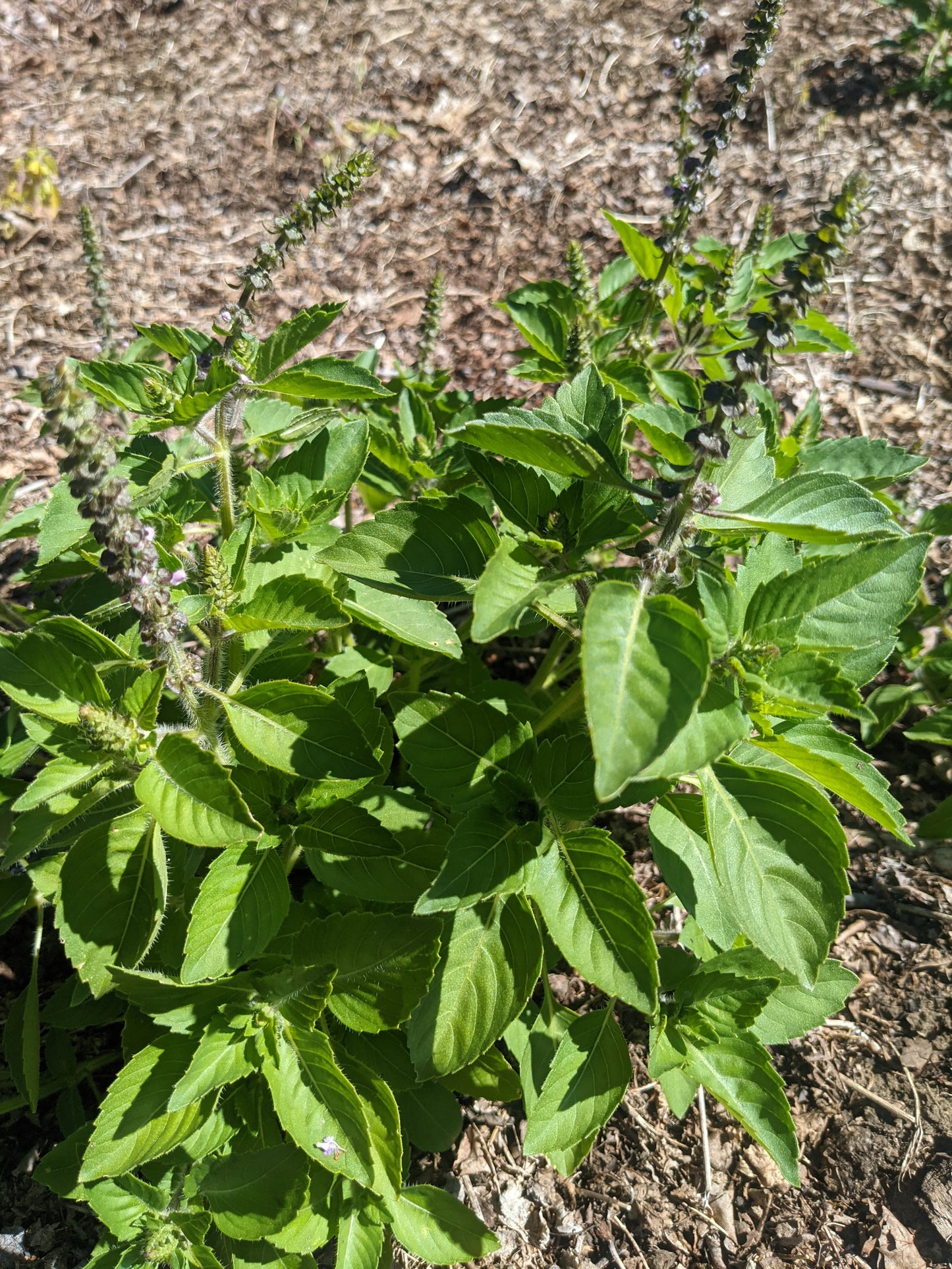 Tulsi, Kapoor (Dried)