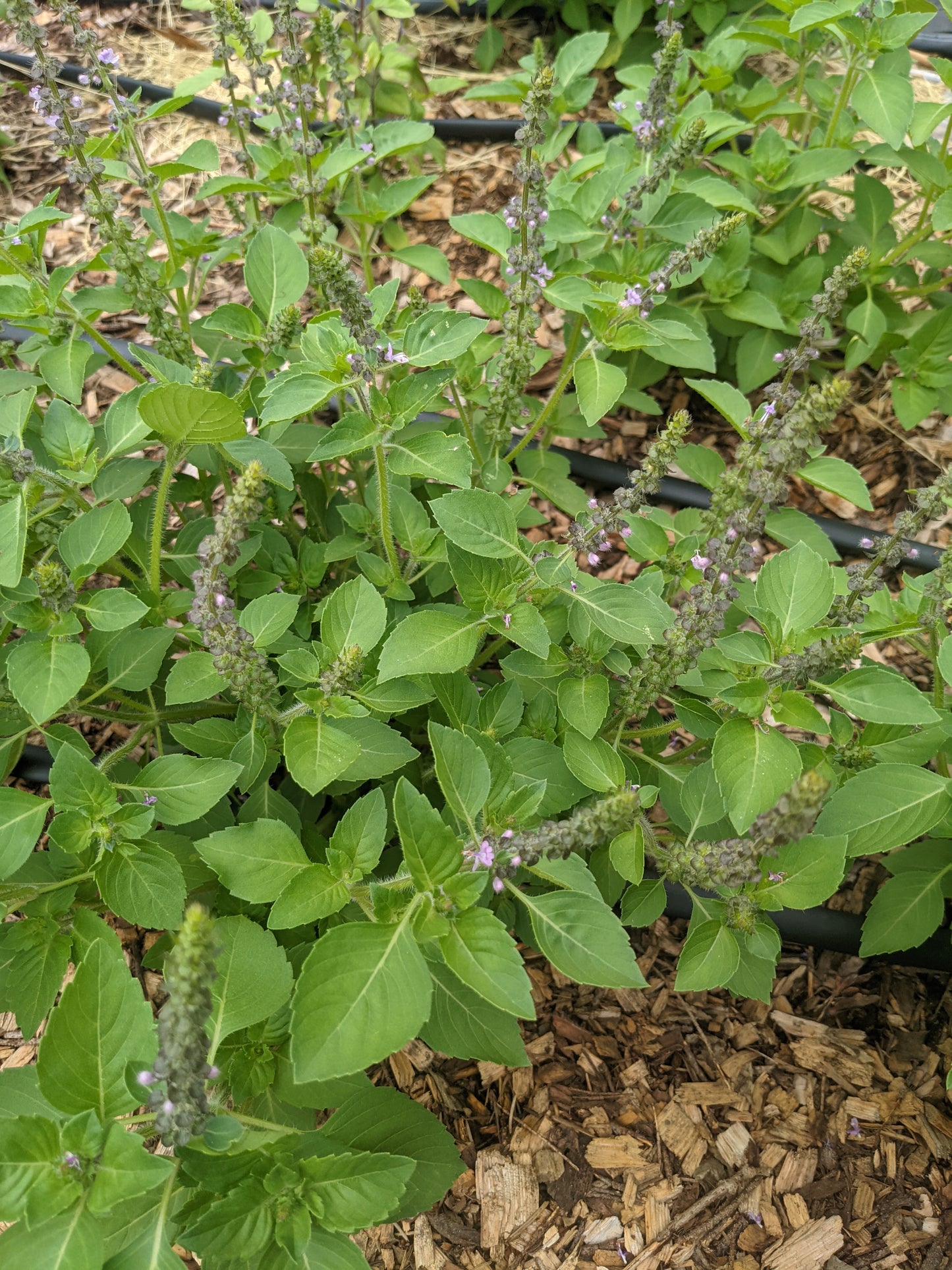 Tulsi, Kapoor (Dried)