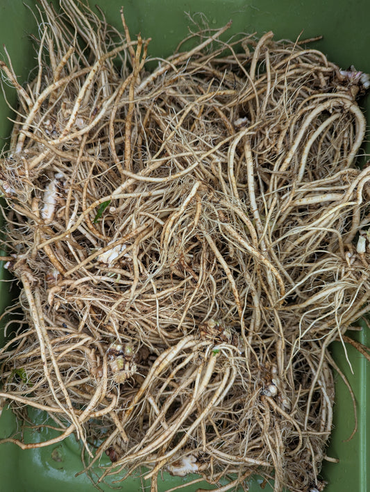 Dandelion Root (FRESH)