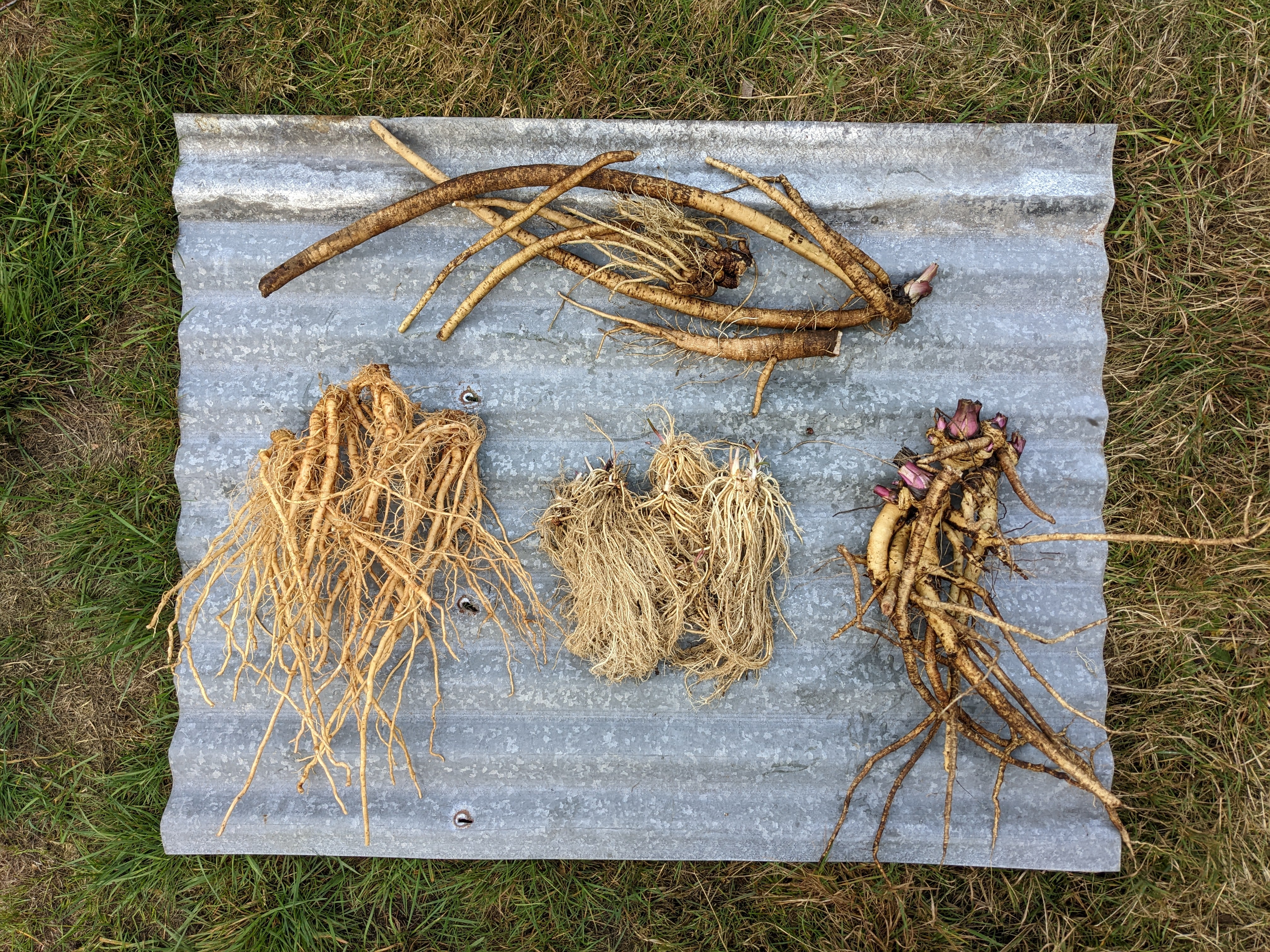 CSA Donation – Root Digger Herb Farm