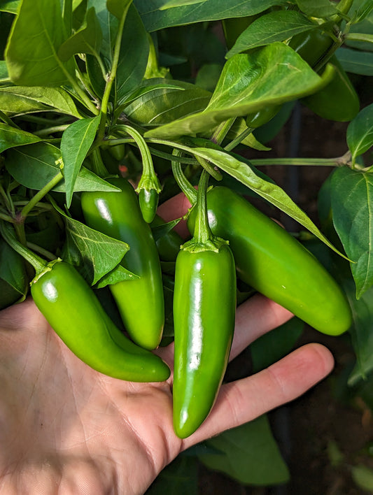 Jalapeño (FRESH)