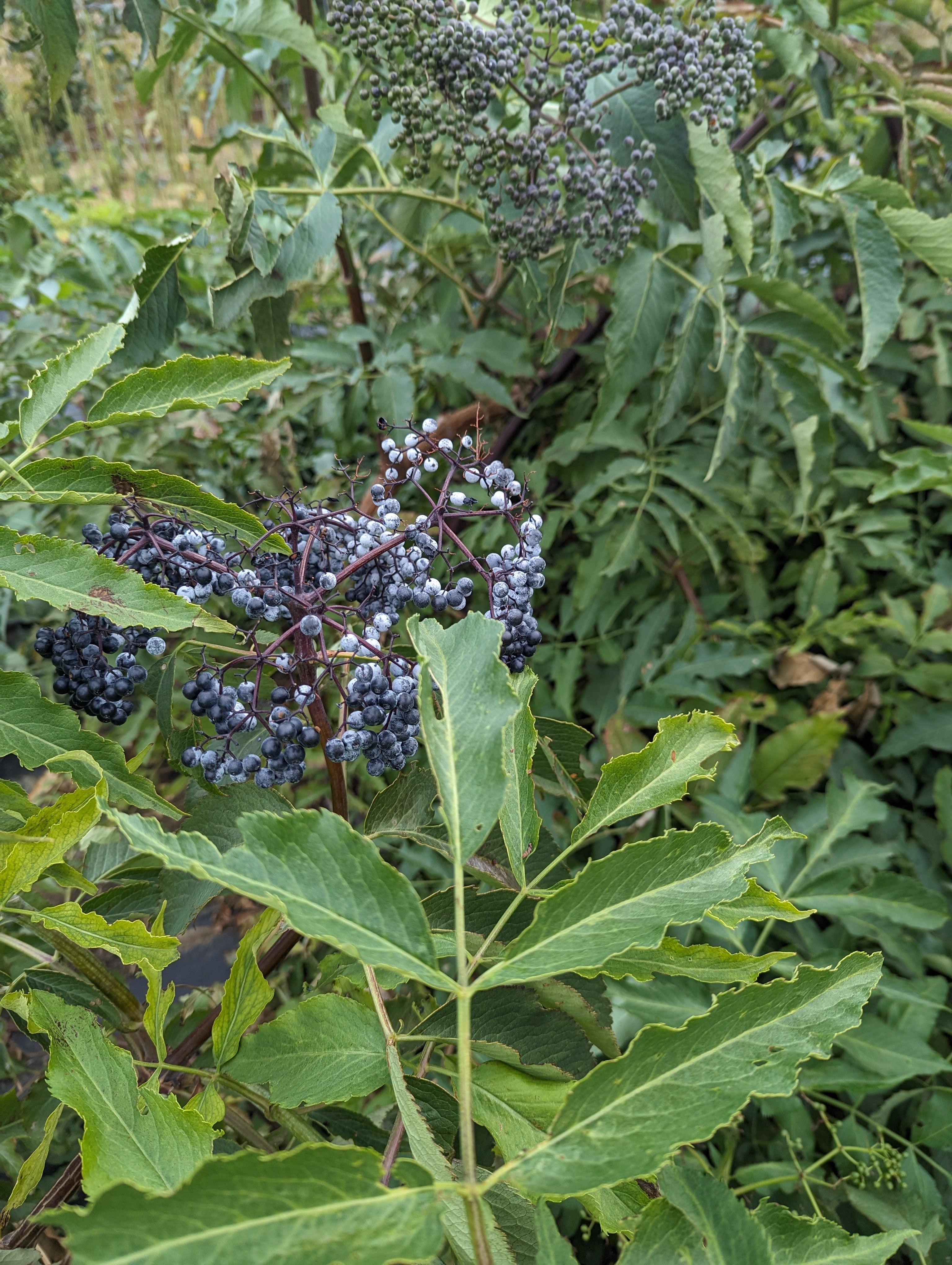 Fabro Raspberry Root Digger Elderberry (FRESH) – Root Digger Herb Farm