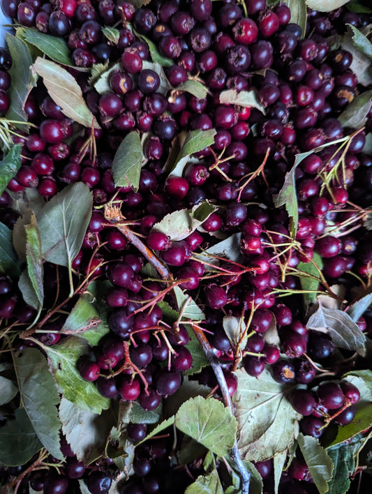 Hawthorn, Black (FRESH)
