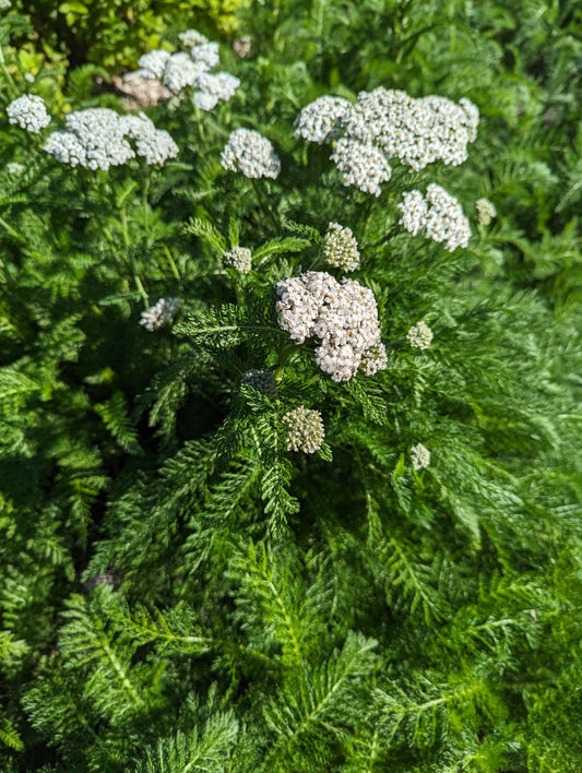 Yarrow (FRESH)