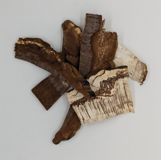 Artist's Conk (Dried)