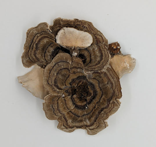 Turkey Tail (Dried)