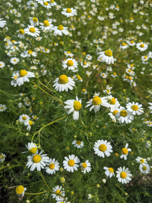 Chamomile (FRESH)