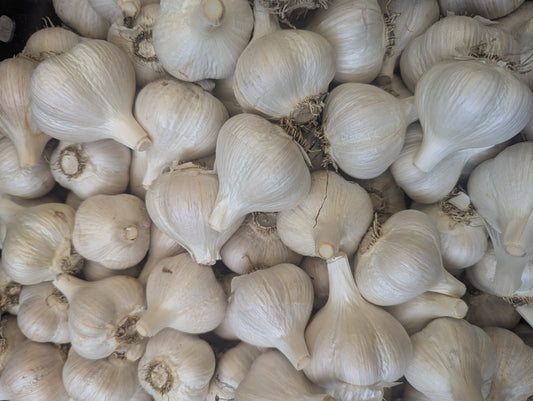 Garlic Bulbs (FRESH)