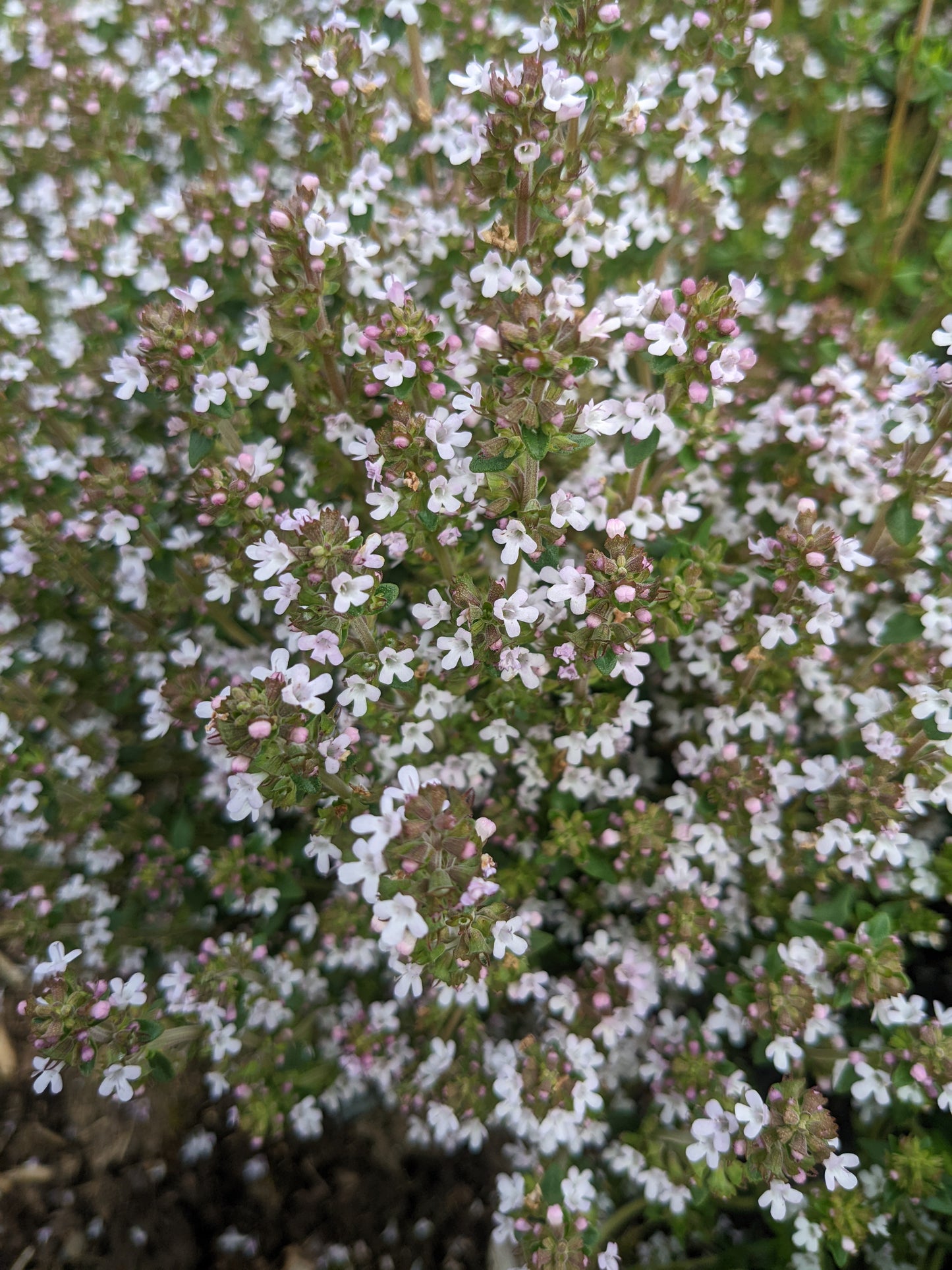 Thyme (FRESH)