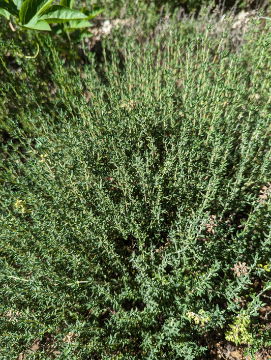Thyme (FRESH)
